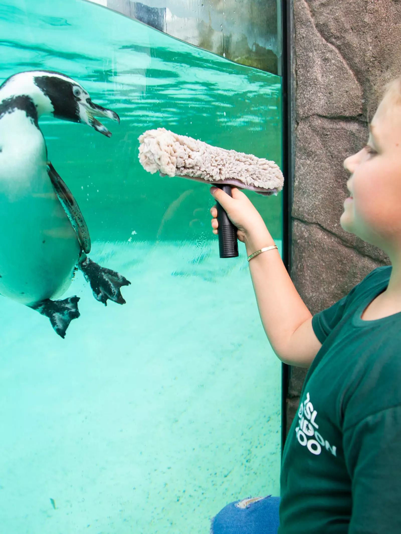 Girl wipes down glass at Penguin Beach during an animal experience