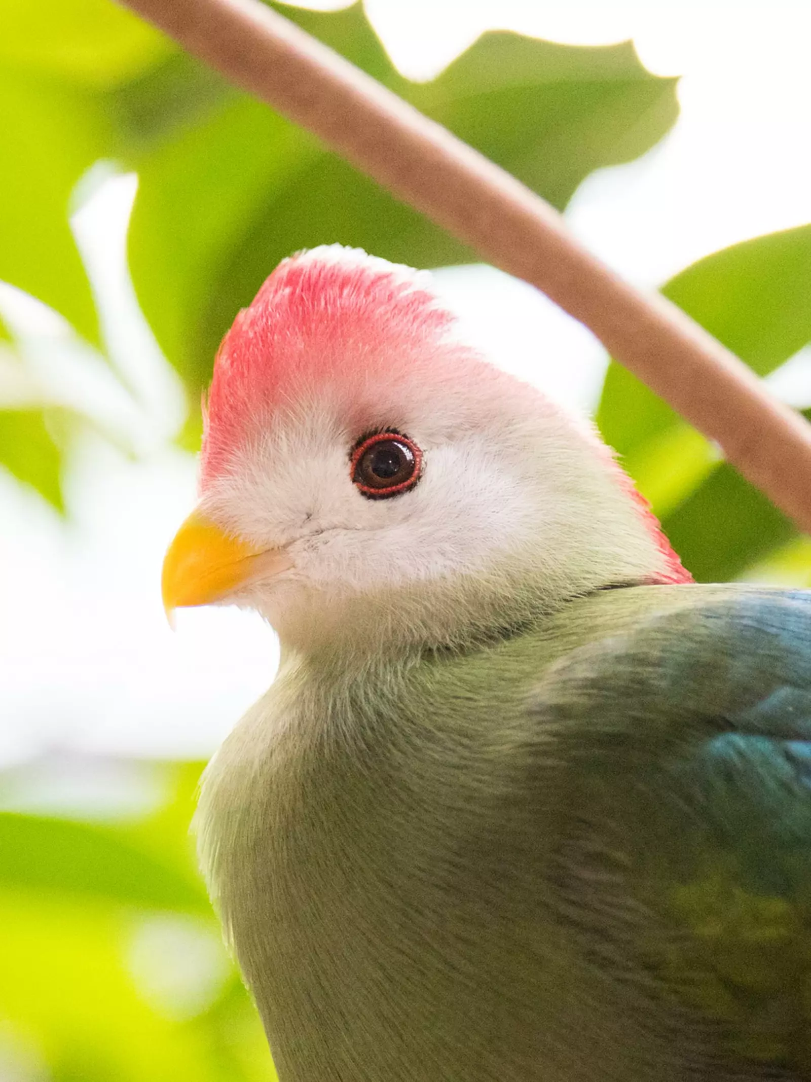 Red-crested turaco at London Zoo