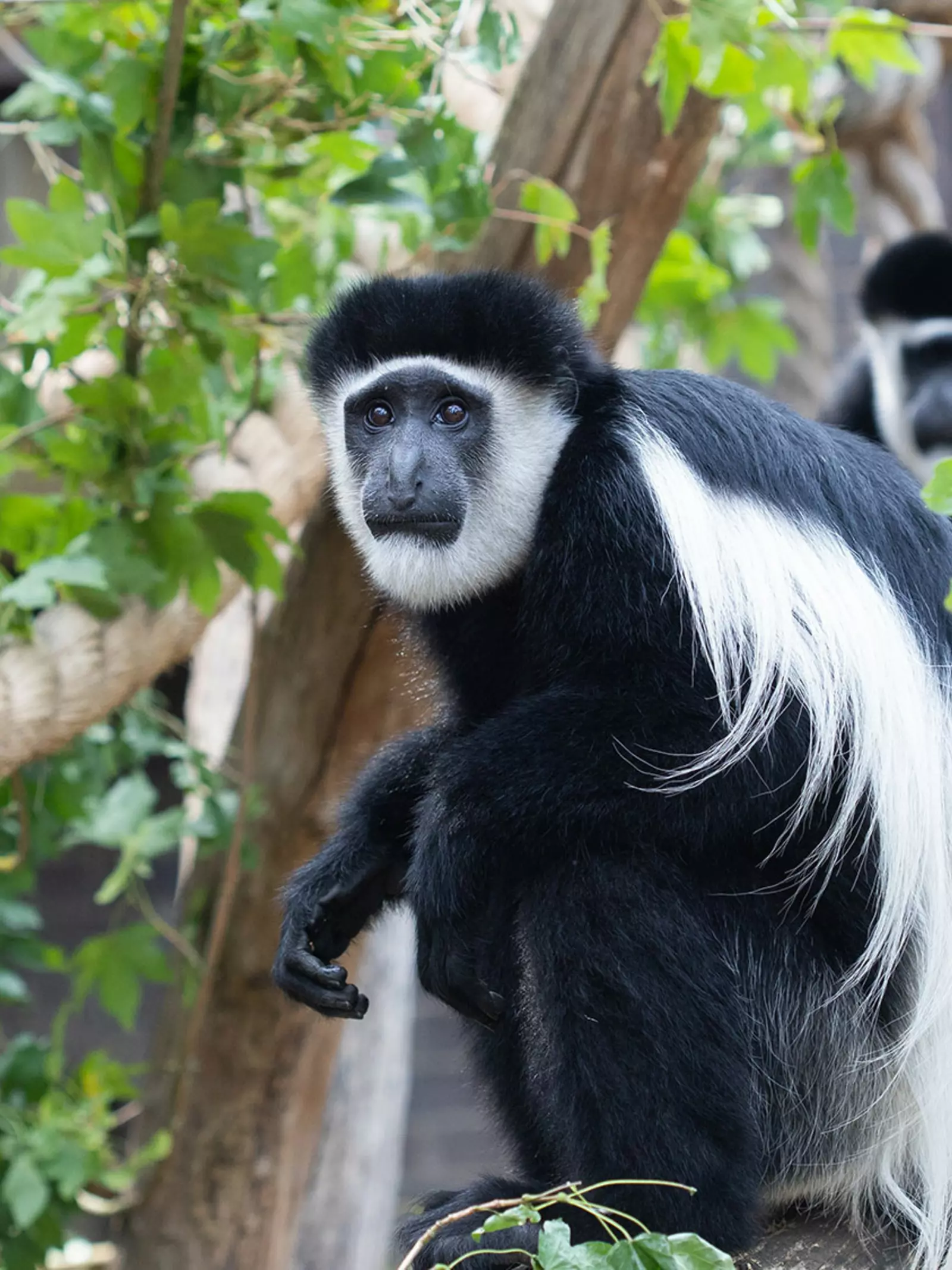 Two colobus monkeys sitting on a tree branch