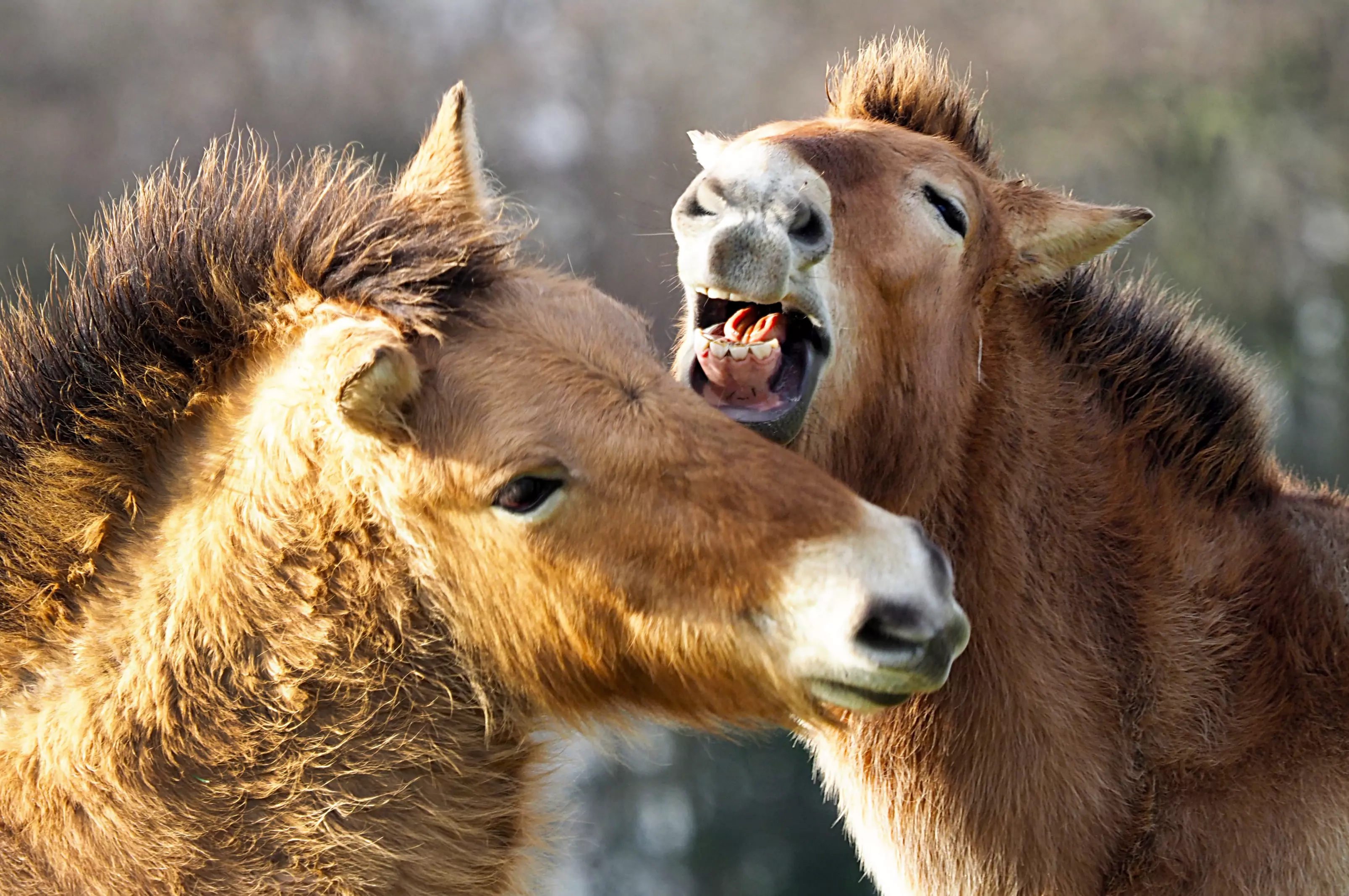 Przewalski Horse