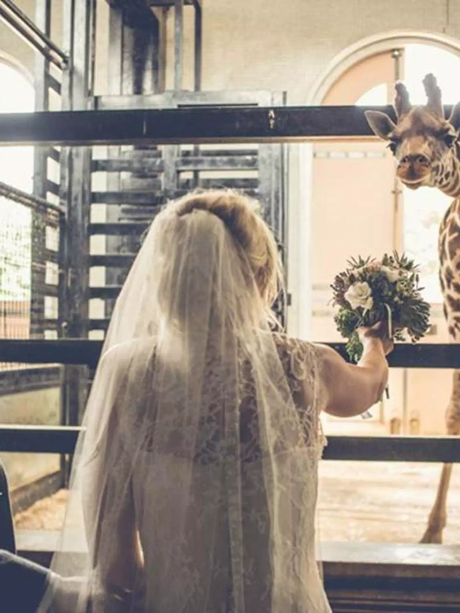 Wedding couple in the giraffe house