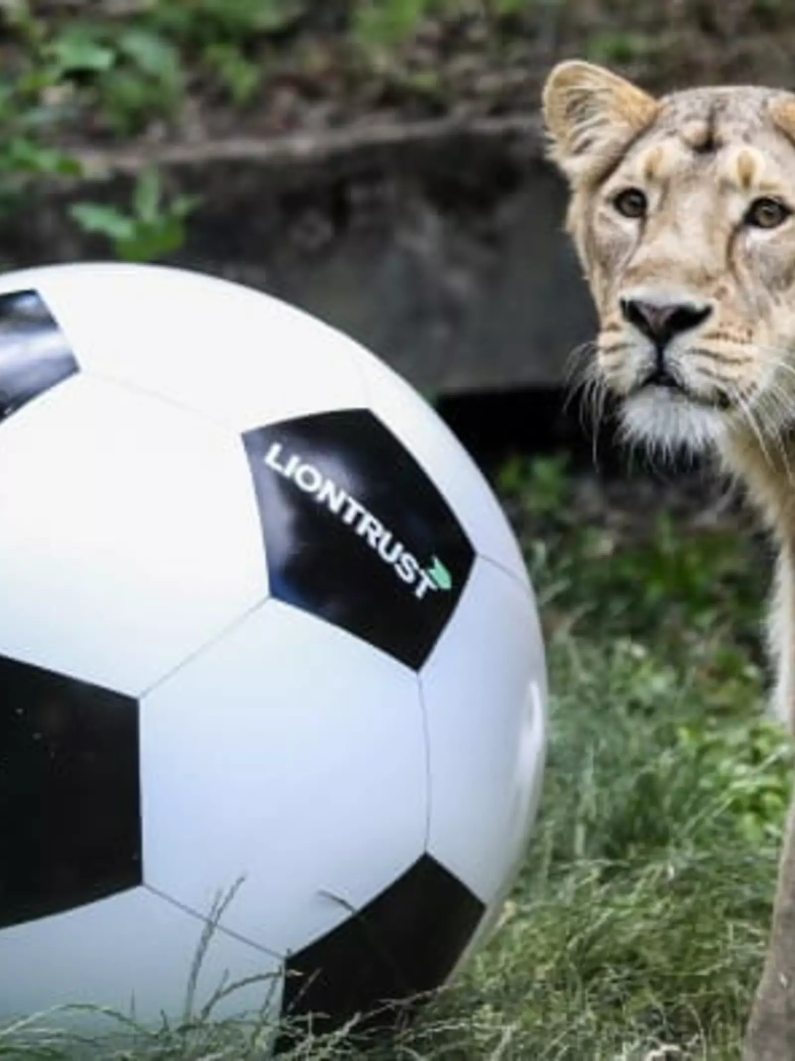 liontrust football with female lion