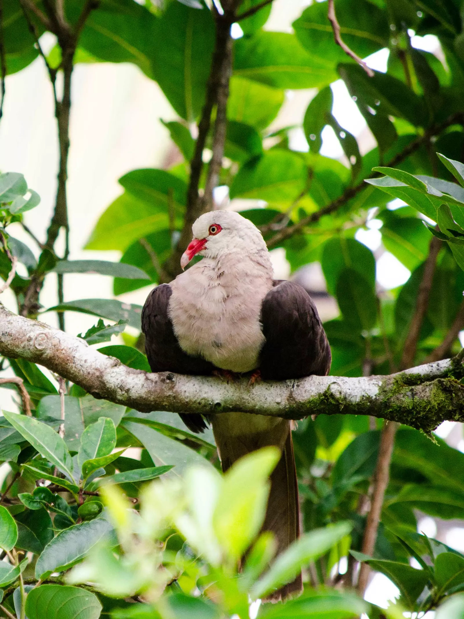 Pink pigeon perched on a branch in Mauritius 