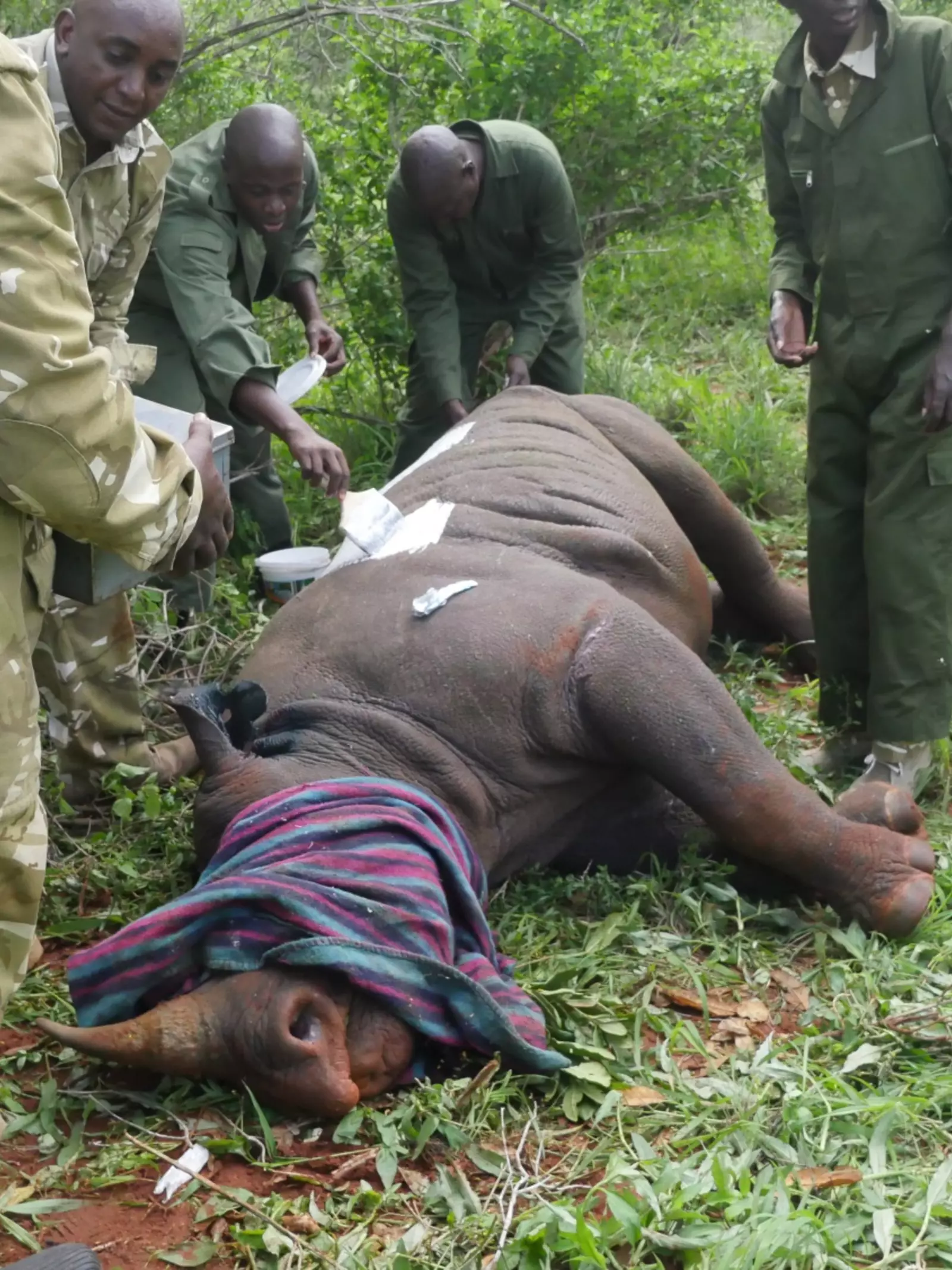 ZSL conservation tagging black rhino, rhino is sedated and on the ground with eyes covered whilst being tagged. 