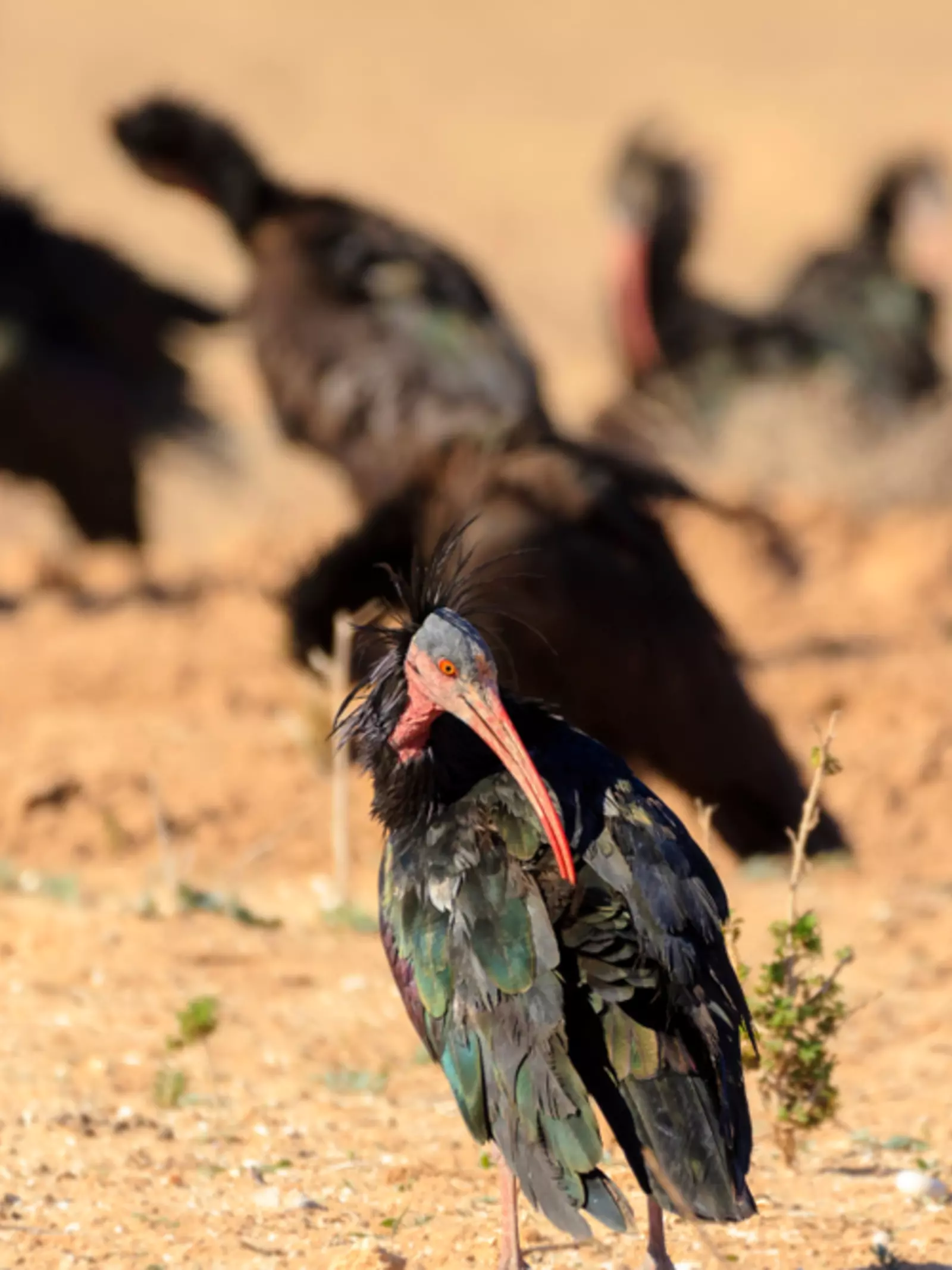 Nothern bald ibis (Waldrapp ibis) sitting as a flock in the wild in Morocco 