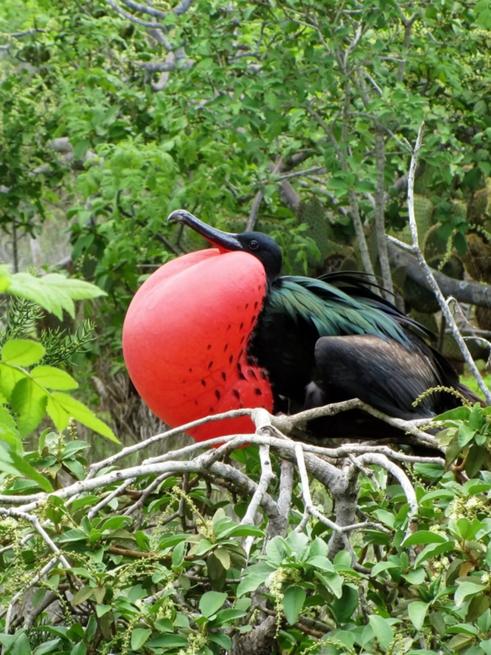 Great Frigate Bird exposing its pouch