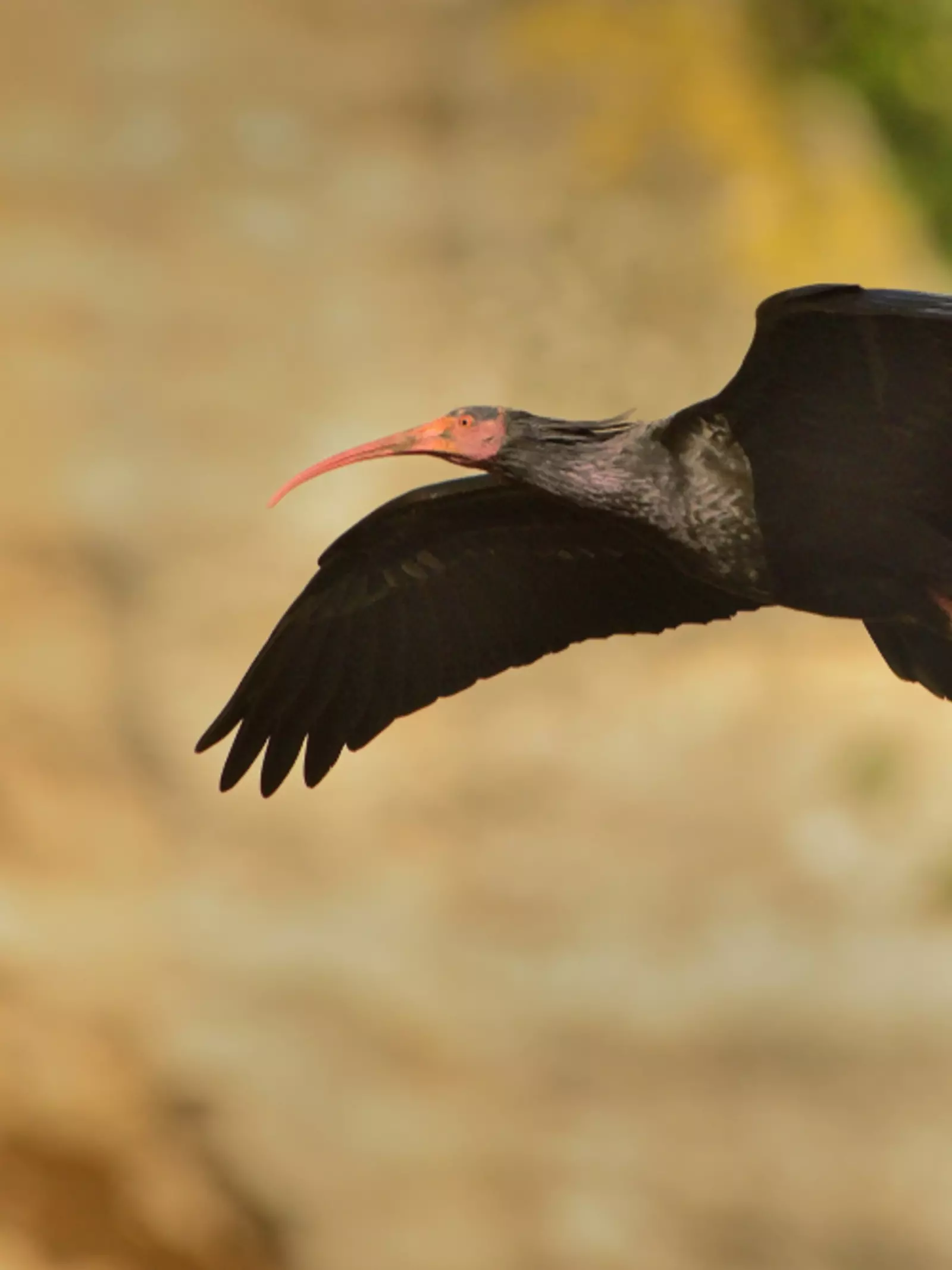 Northern bald ibis flying