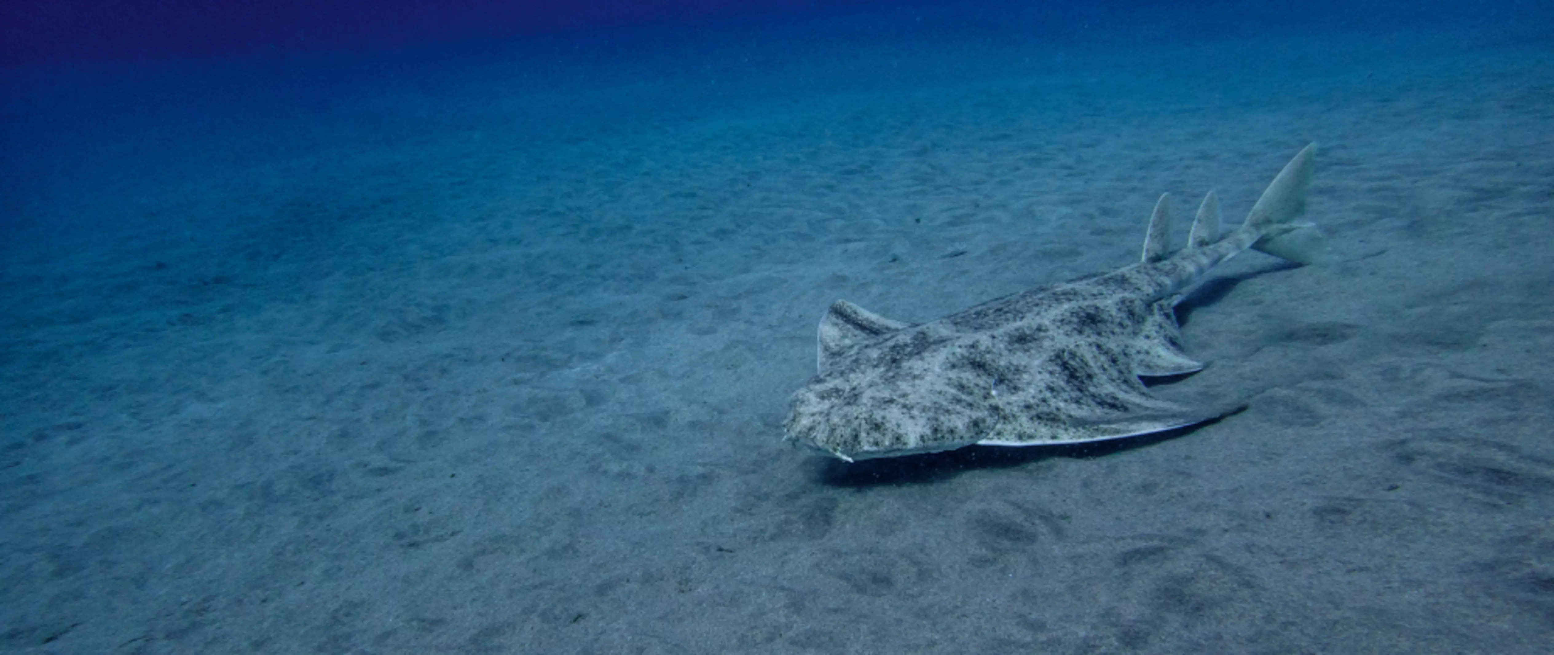 Angel shark at ocean floor