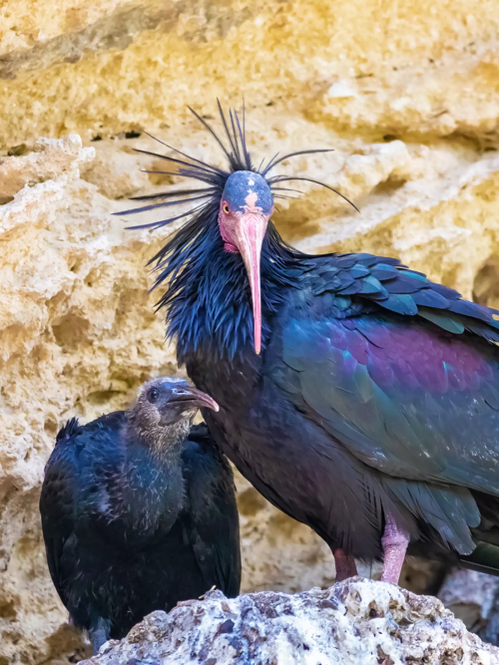 Waldrapp ibis (Nothern bald ibis) with a chick in Spain beside rocks.