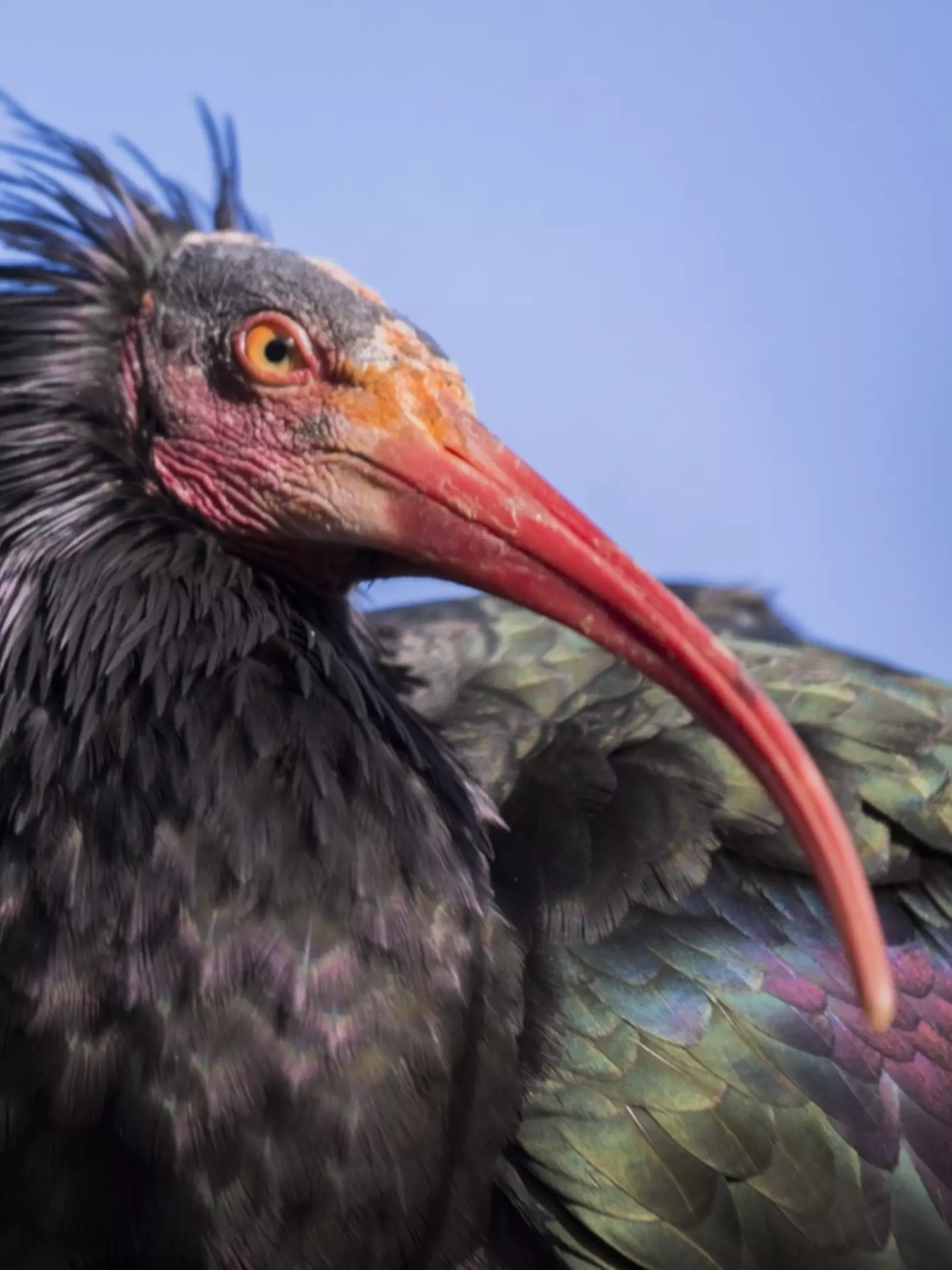 Waldrapp ibis (Nothern bald ibis) 
