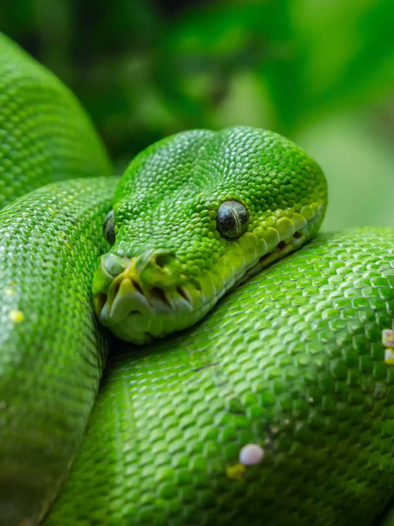 Green tree python which features at our reptile house