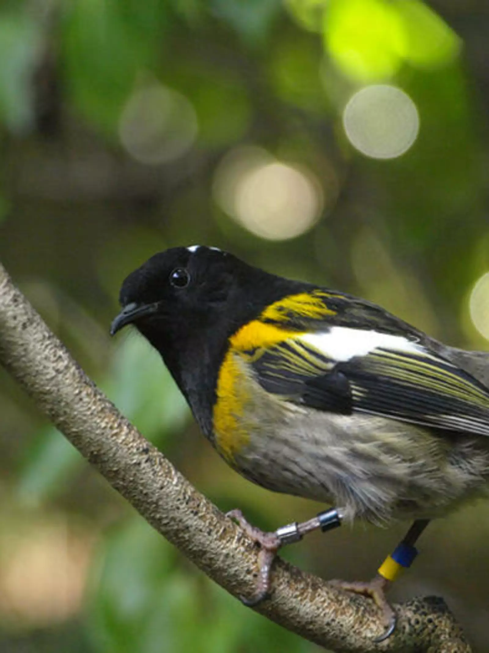 Male hihi on a branch