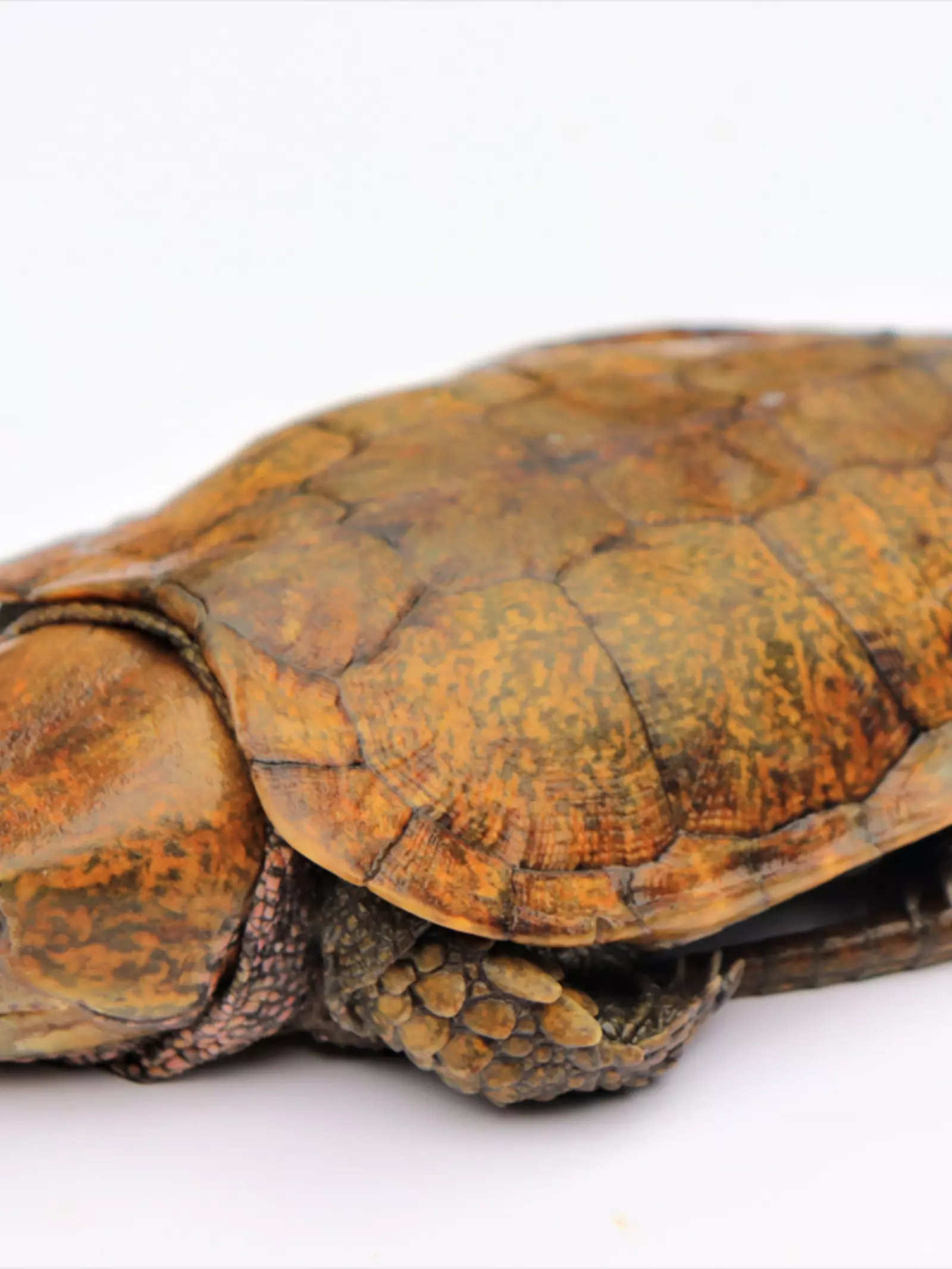 Big-headed turtle on a white table top
