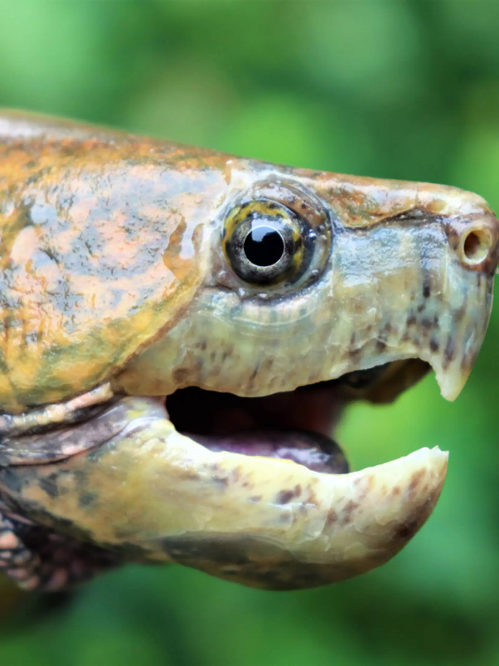 Big-headed turtle close-up with jaws open