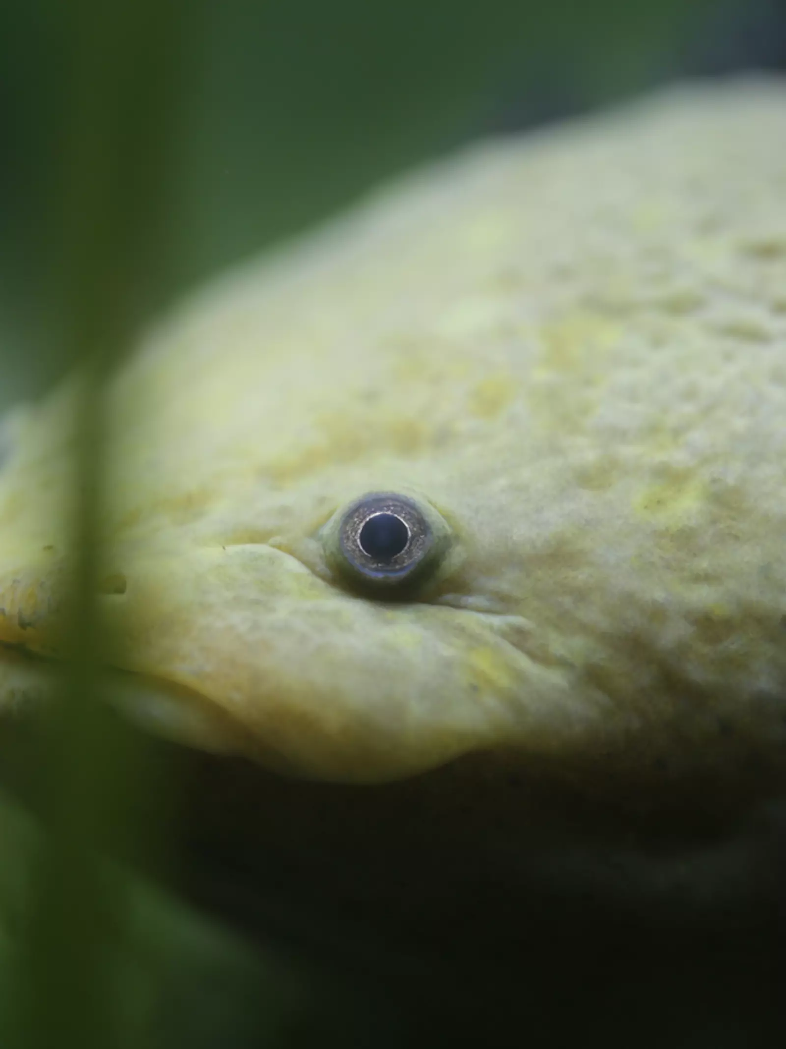 Lake Patzcuaro Salamander  face close-up