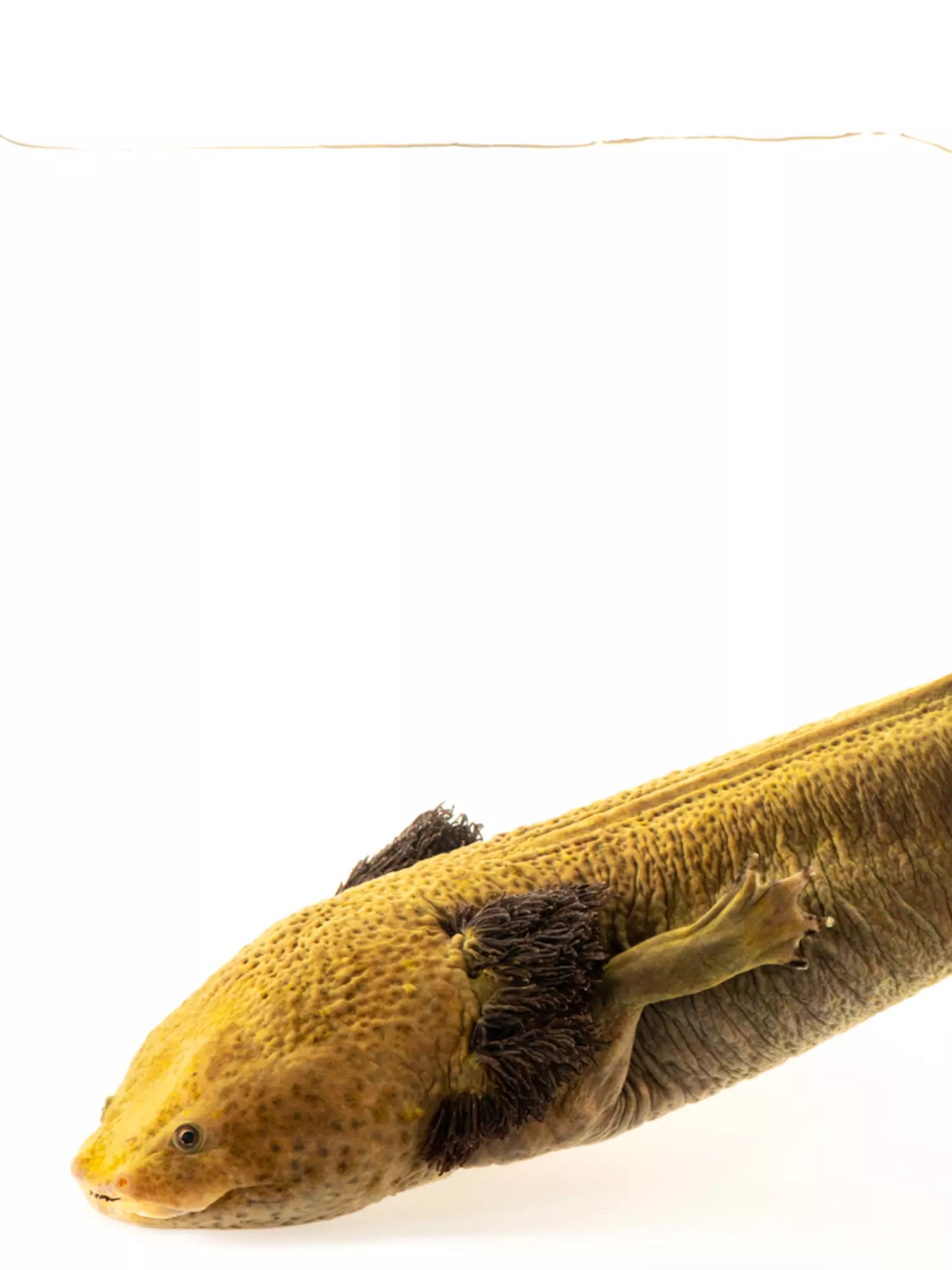 Dumeril's salamander underwater swimming with white backdrop