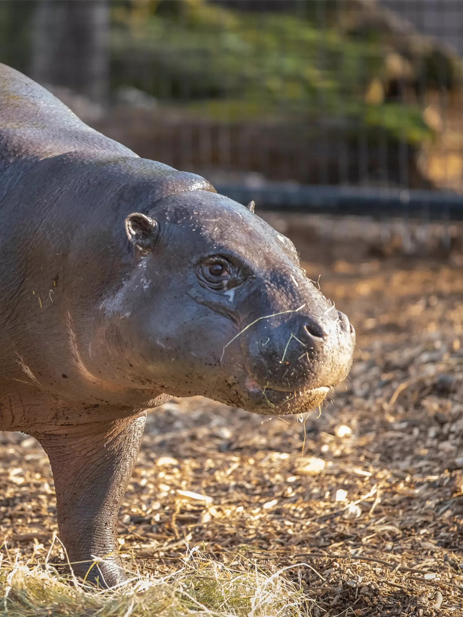 Pygmy hippo Amara trots across her new home at London Zoo