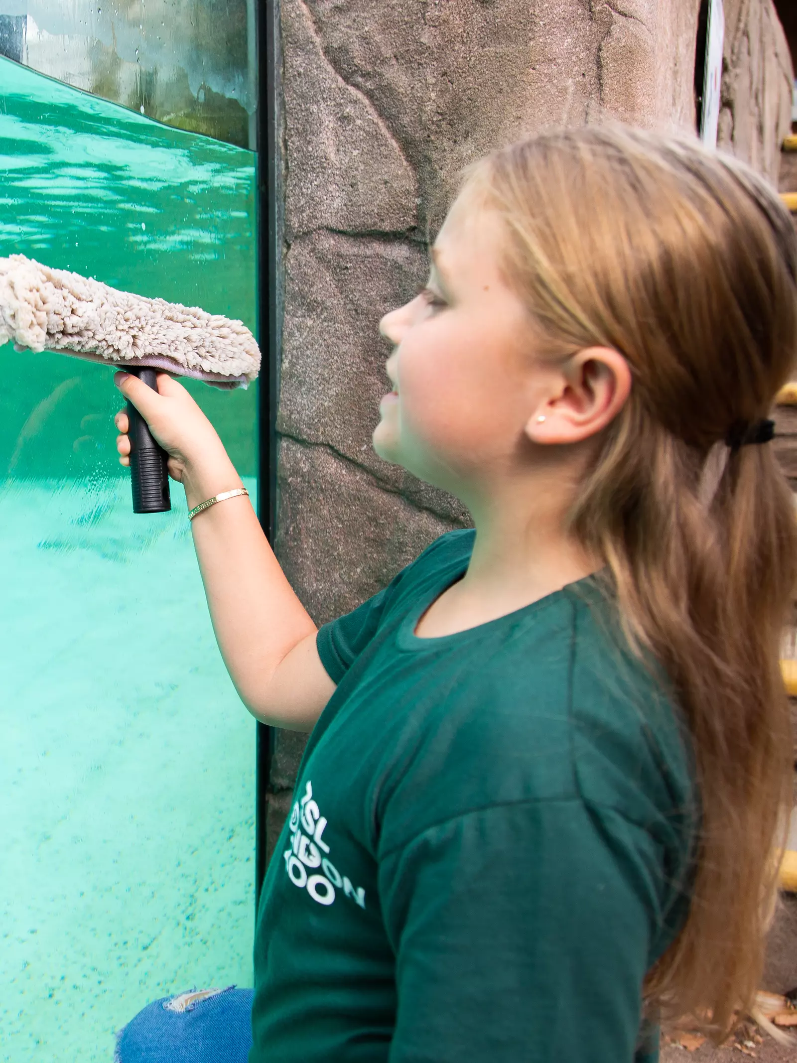 Junior Keeper for a Day cleans the penguin pool glass 
