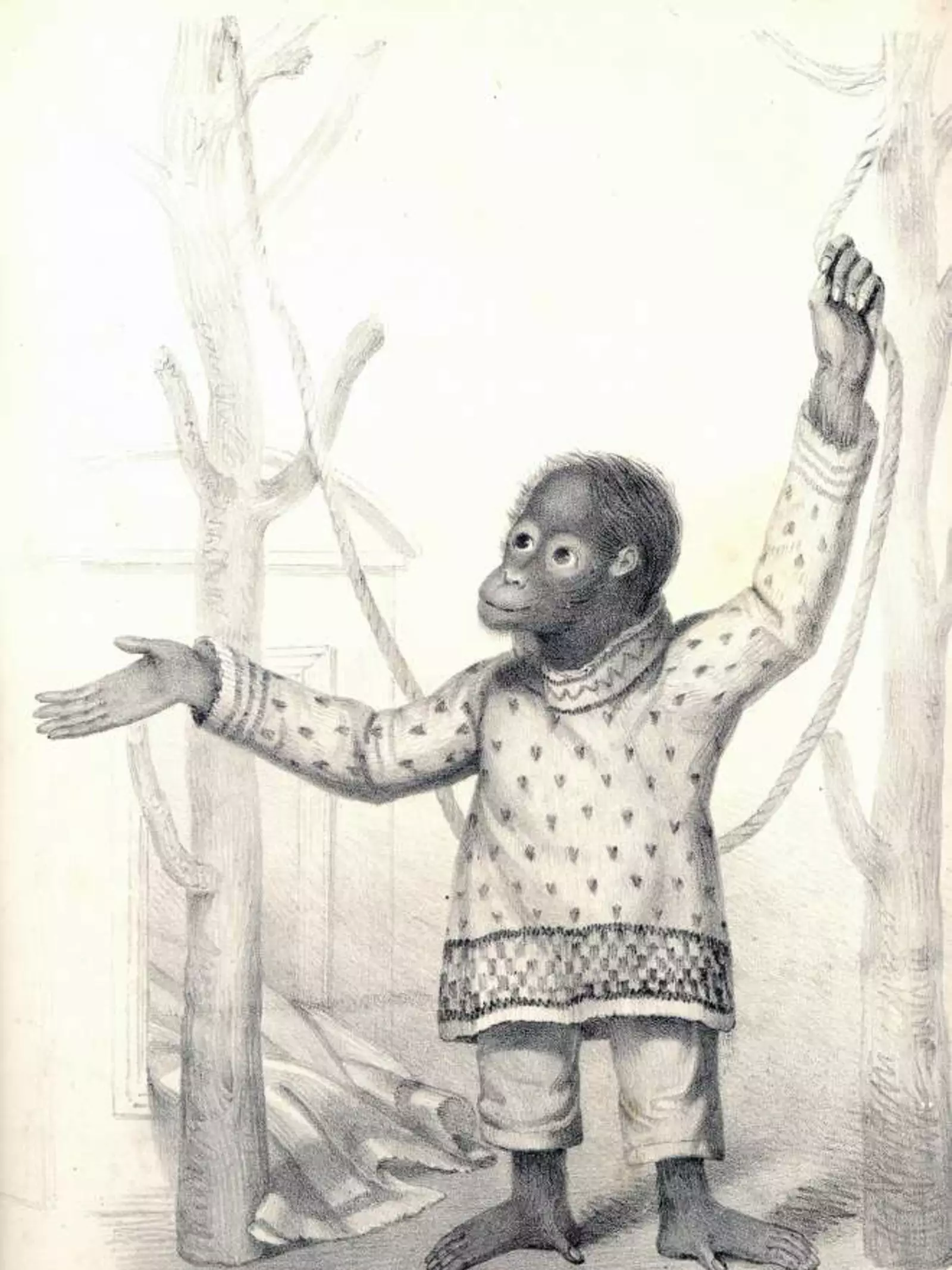 Drawing of Jenny the orangutan, who inspired Charles Darwin. 