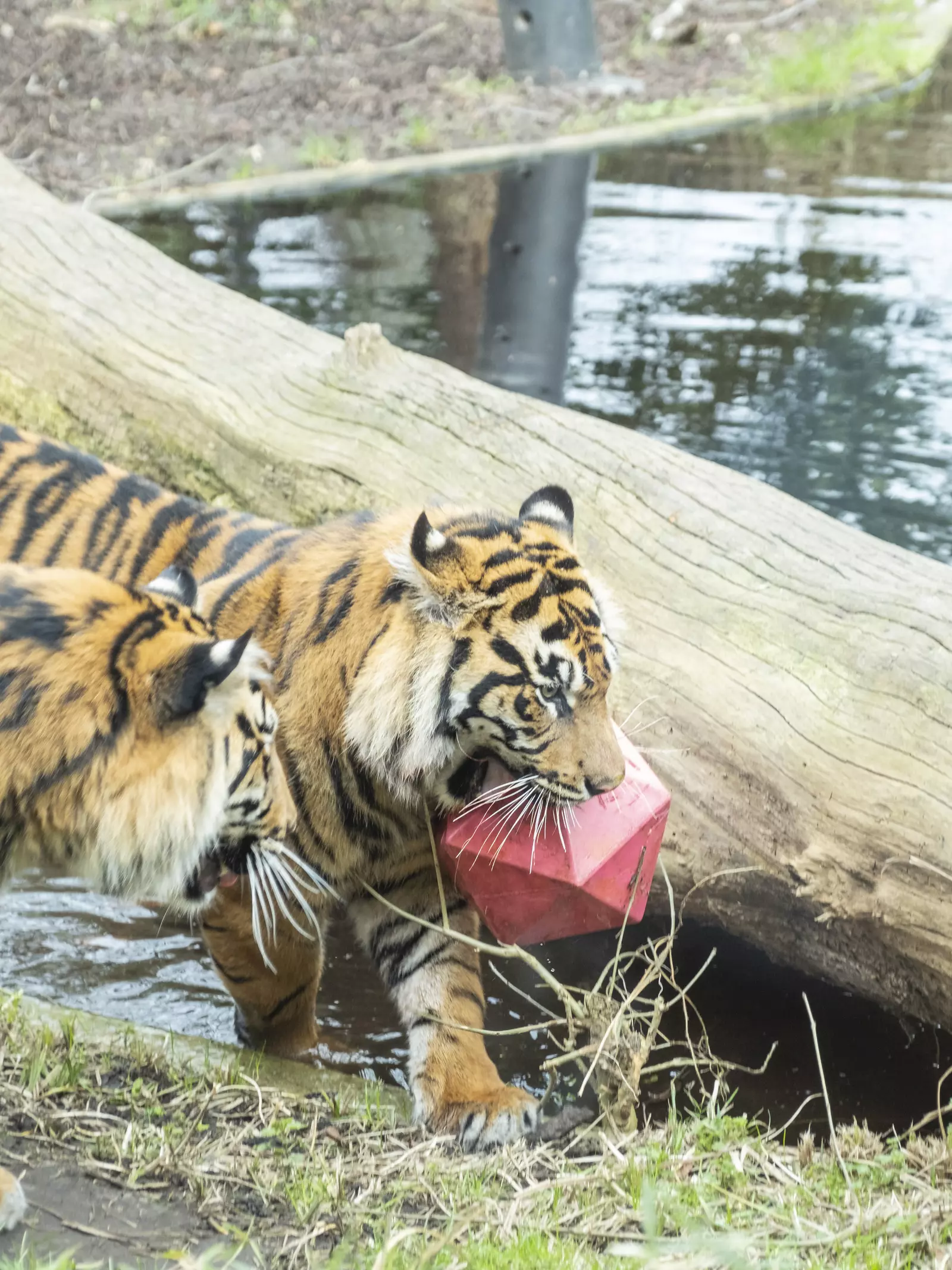 Tigers playing with enrichment