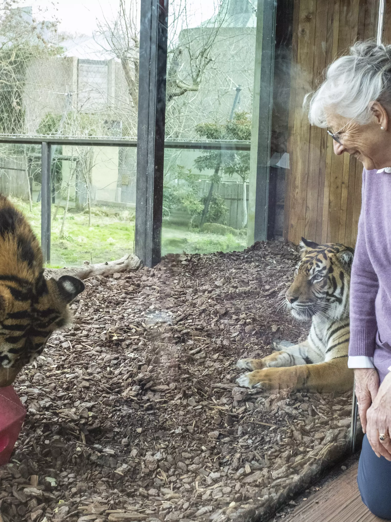 Tiger Keeper Experience | London Zoo