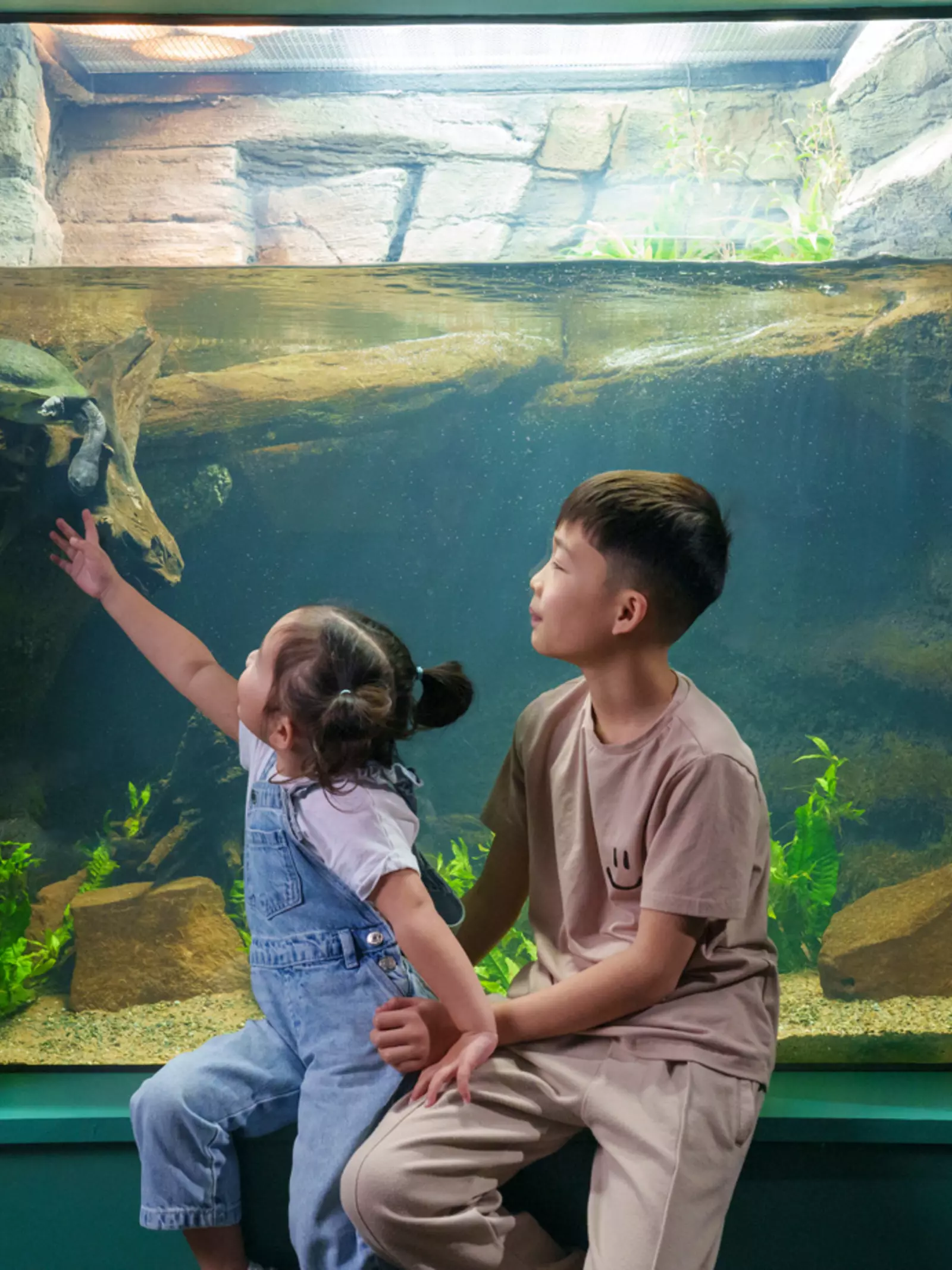 Kids pointing at an Vietnamese pond turtle at Secret Life of Reptiles and Amphibians