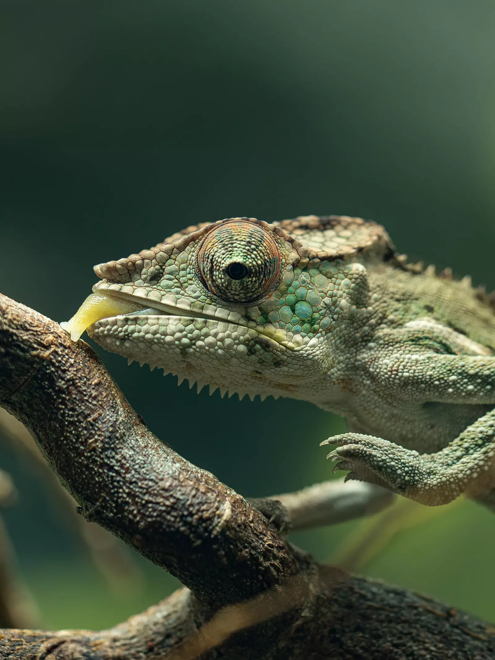 Panther chameleon close-up with tongue out