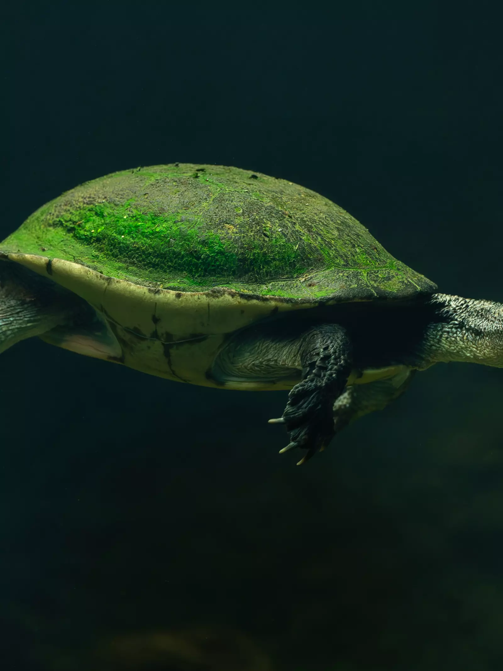 Breathtaking close-ups reveal the Secret Life of Reptiles and ...