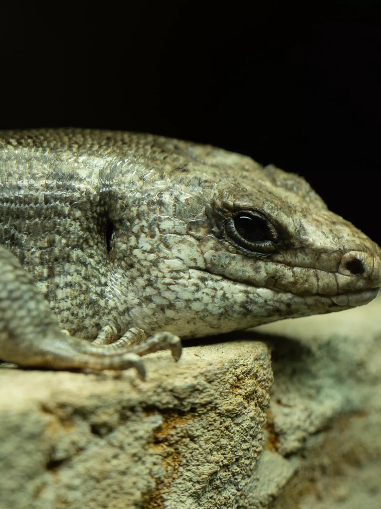 Telfair's Skink at Secret Life of Reptiles and Amphibians London Zoo