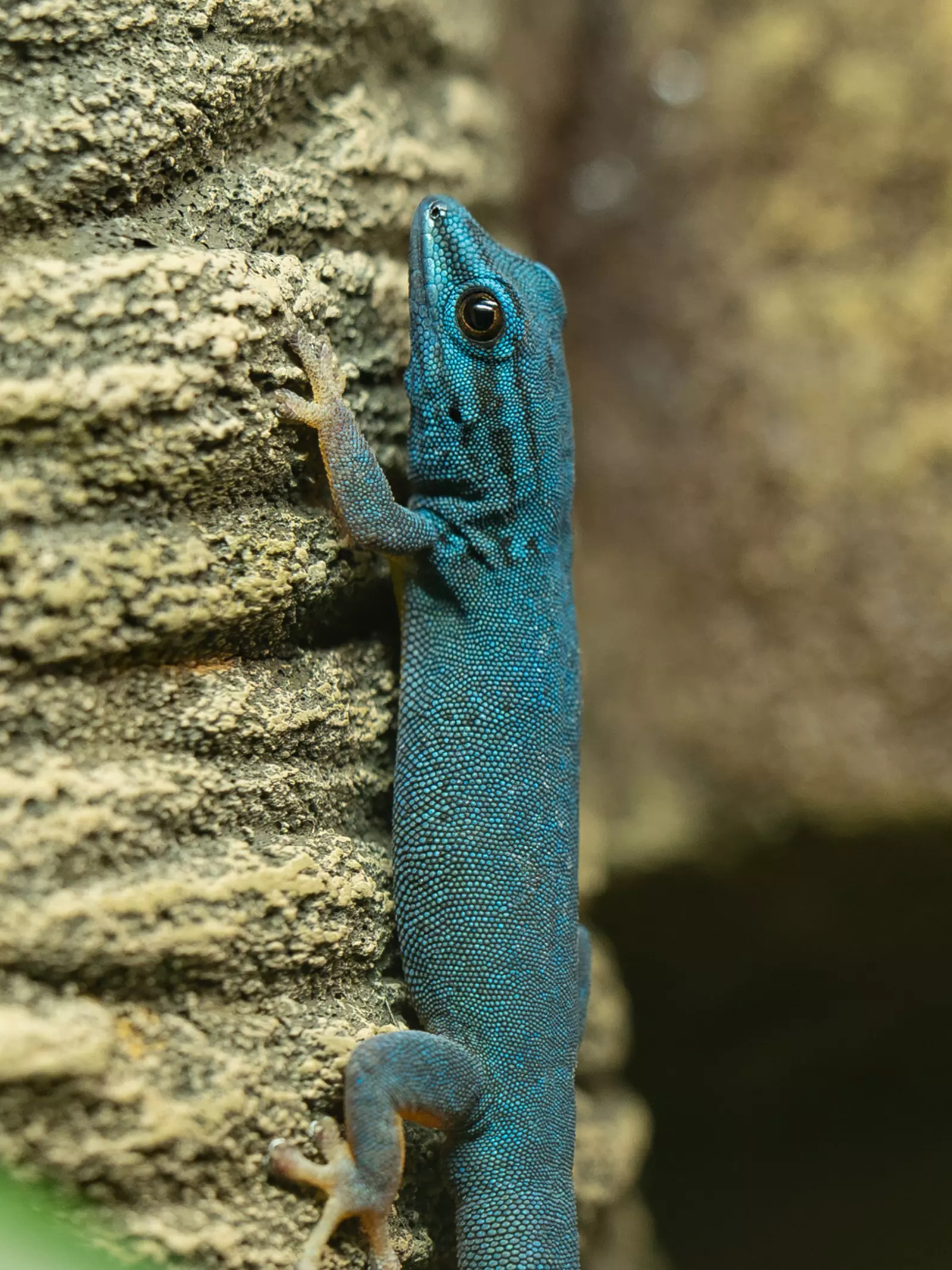 Turquoise Dwarf Gecko at Secret Life of Reptiles and Amphibians
