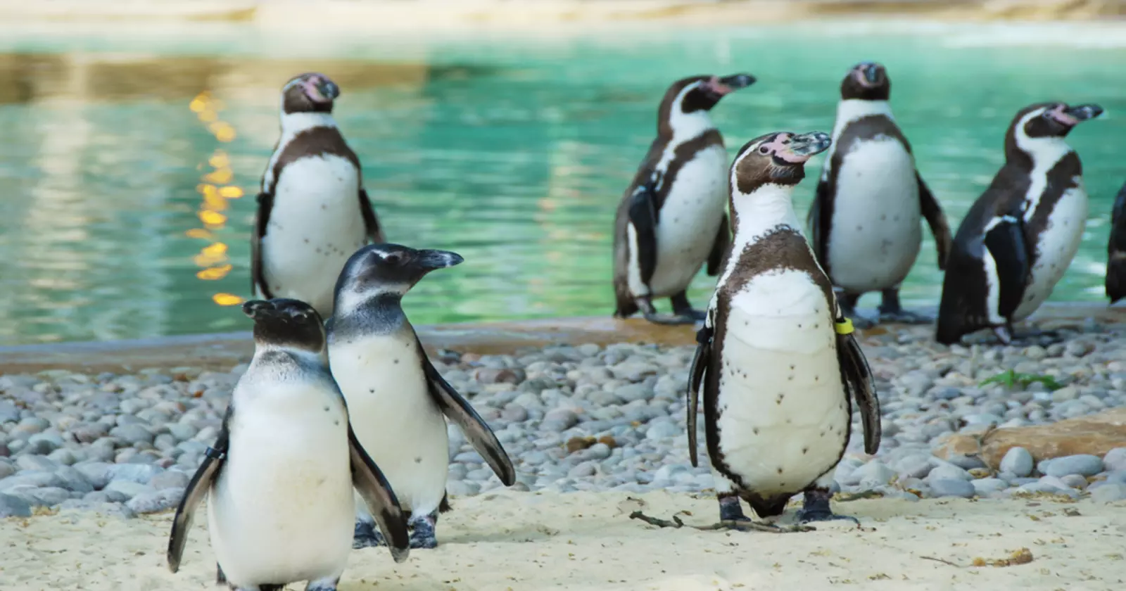 Group of Humboldt penguins at London Zoo 
