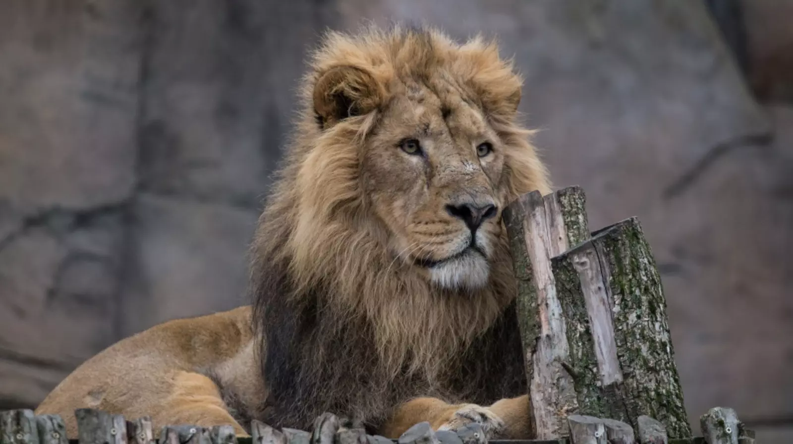 Asiatic lion Bhanu at London Zoo