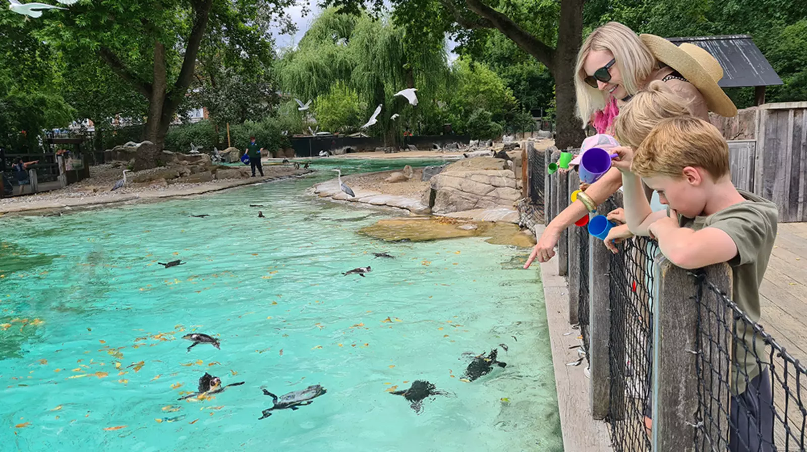 A woman and two children feeding the penguins at London Zoo 