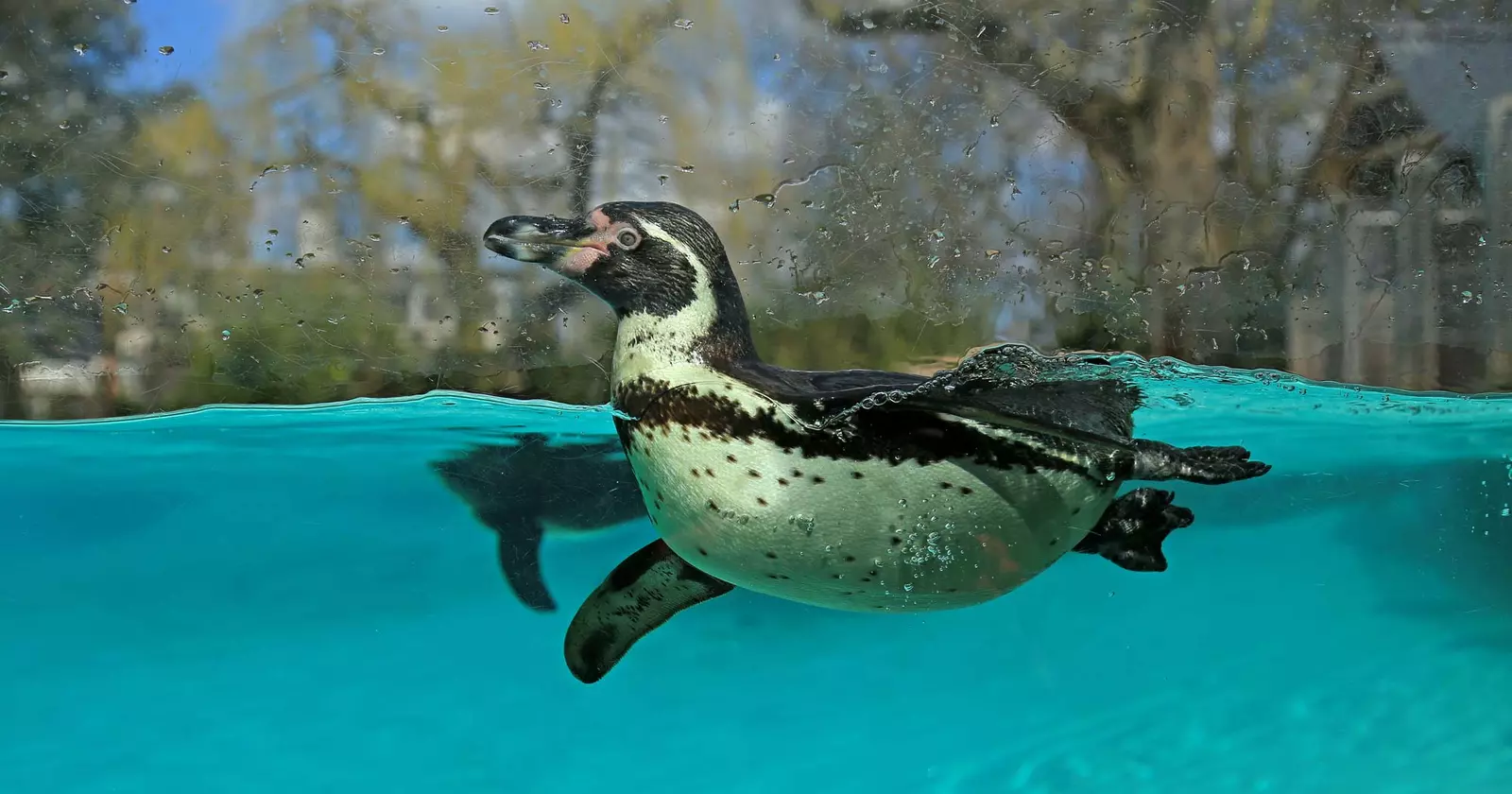 penguin swimming at London Zoo