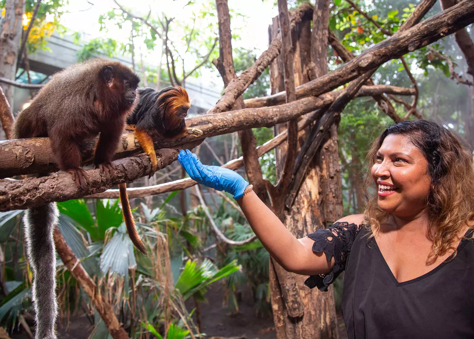 A woman smiles as she hands food to two monkeys during a Meet the Monkeys Experience at London Zoo