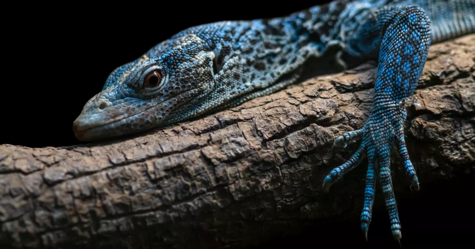 Blue tree monitor on a branch