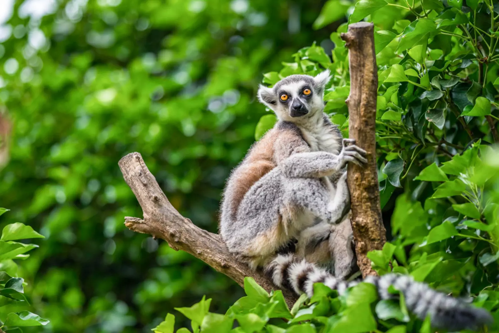 Ring tailed lemur in Madagascar 