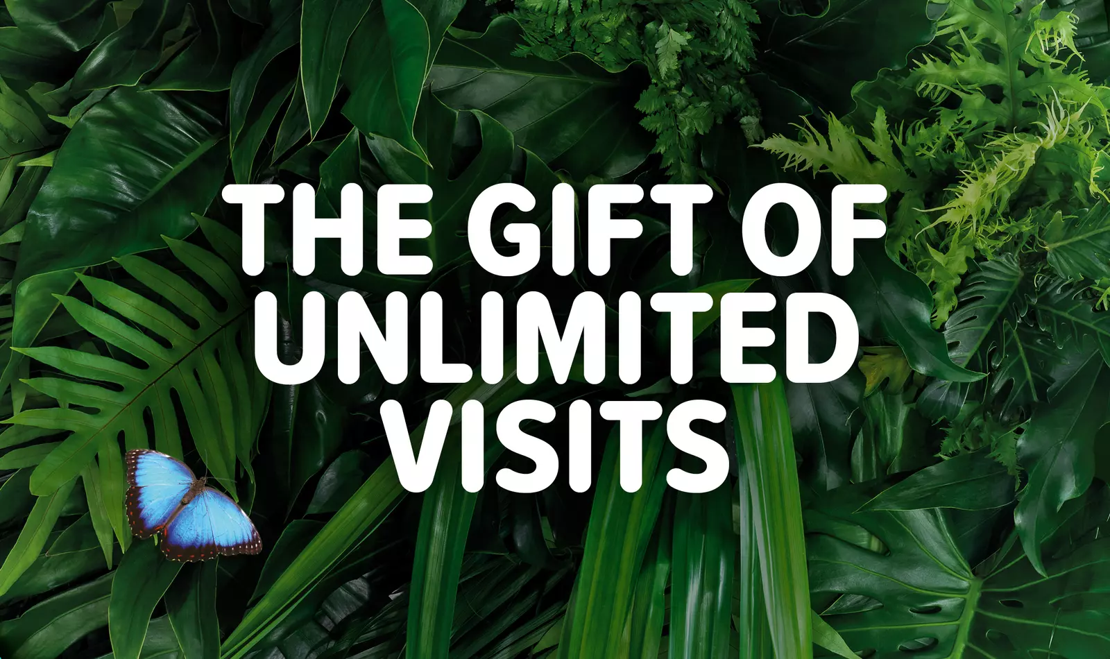 Gift Memberships