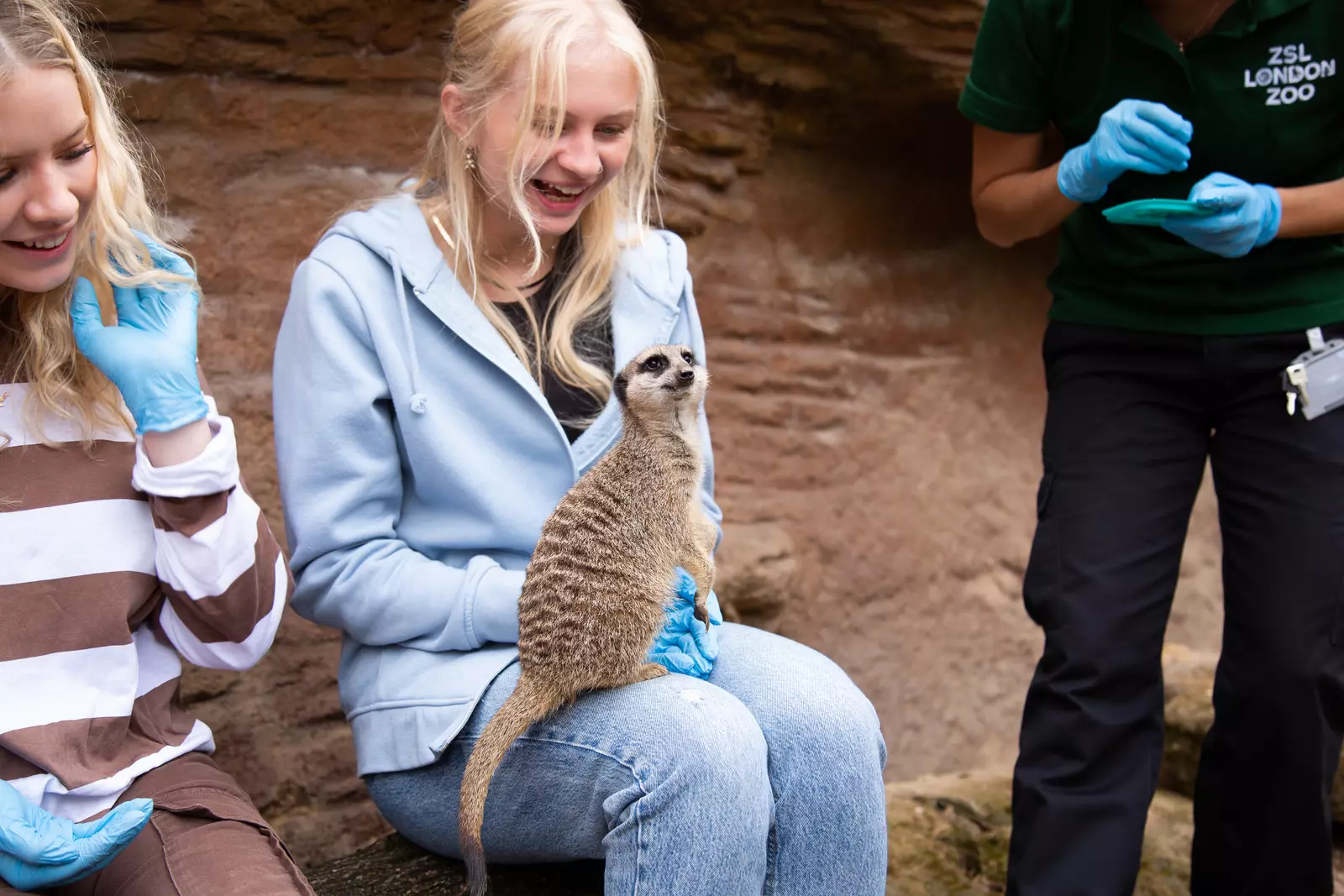 woman with meerkat on lap