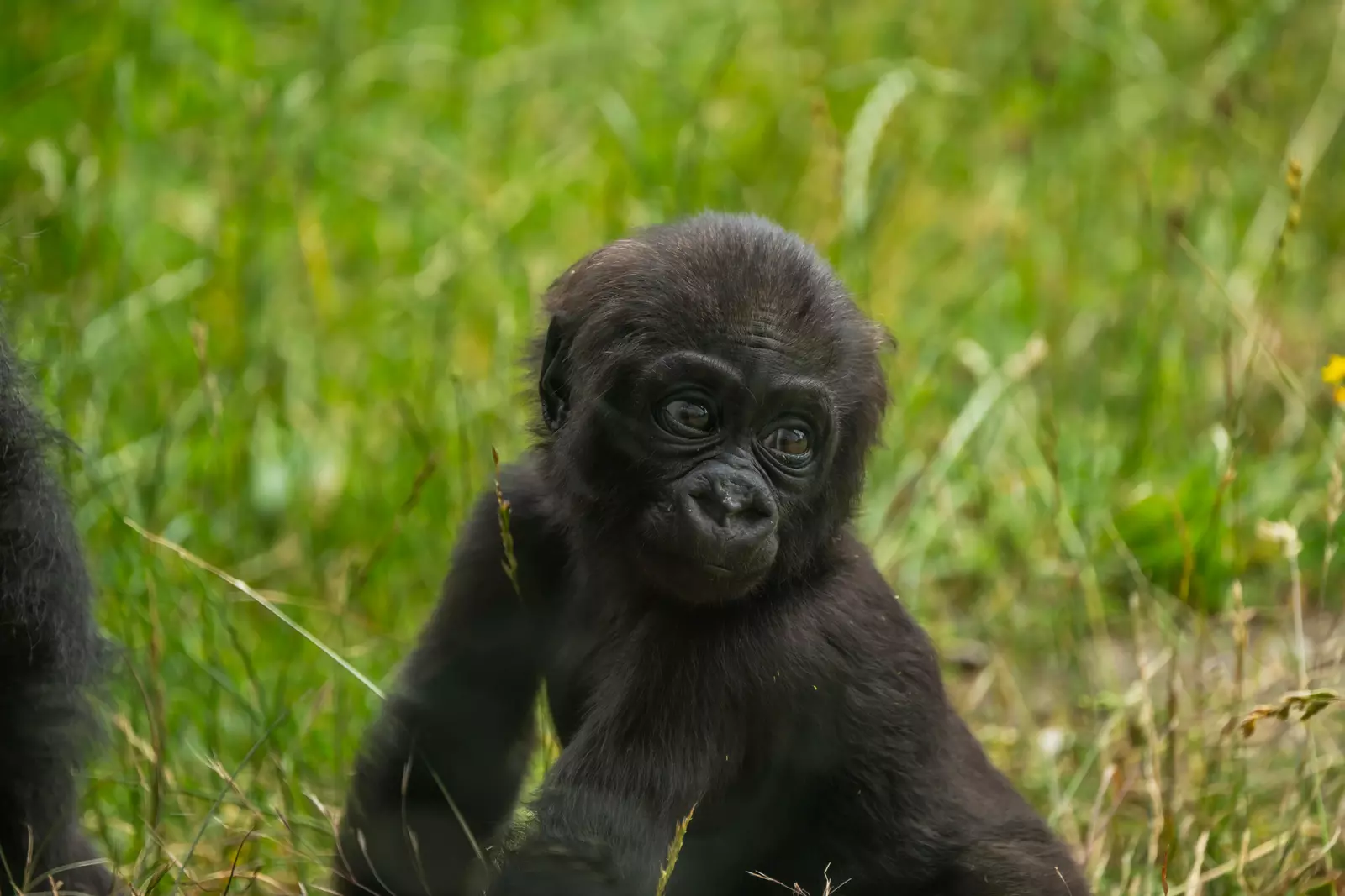 Gorilla at London Zoo, Venus