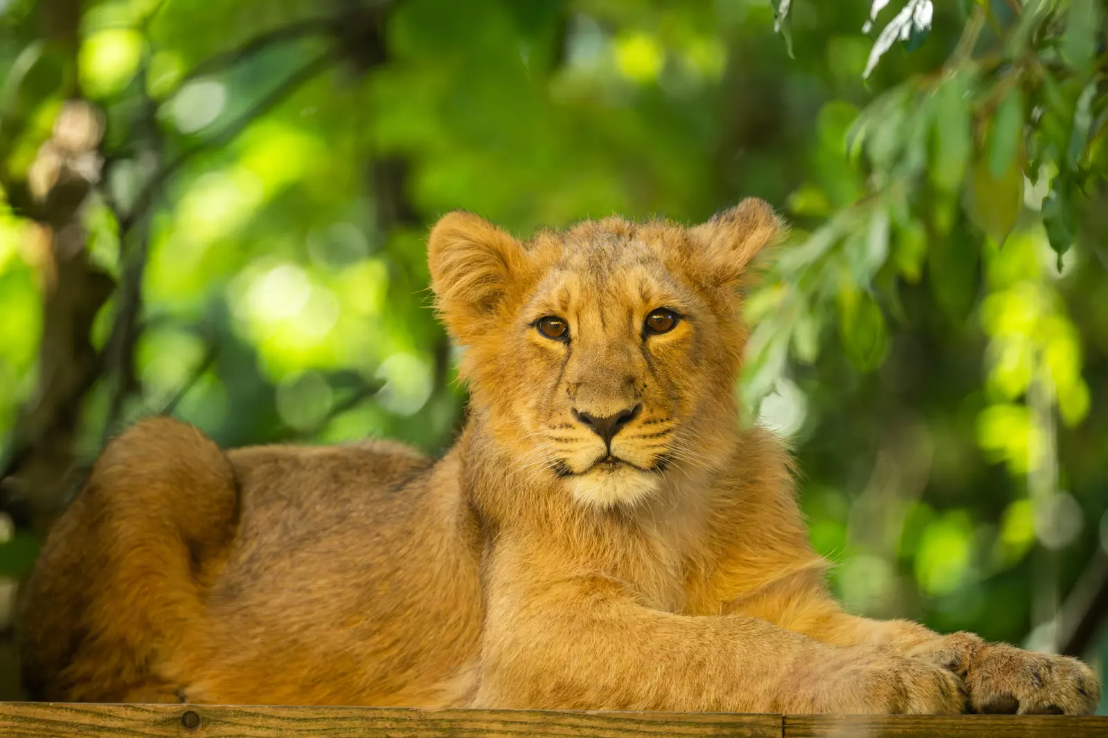 Asiatic lion cub at London Zoo