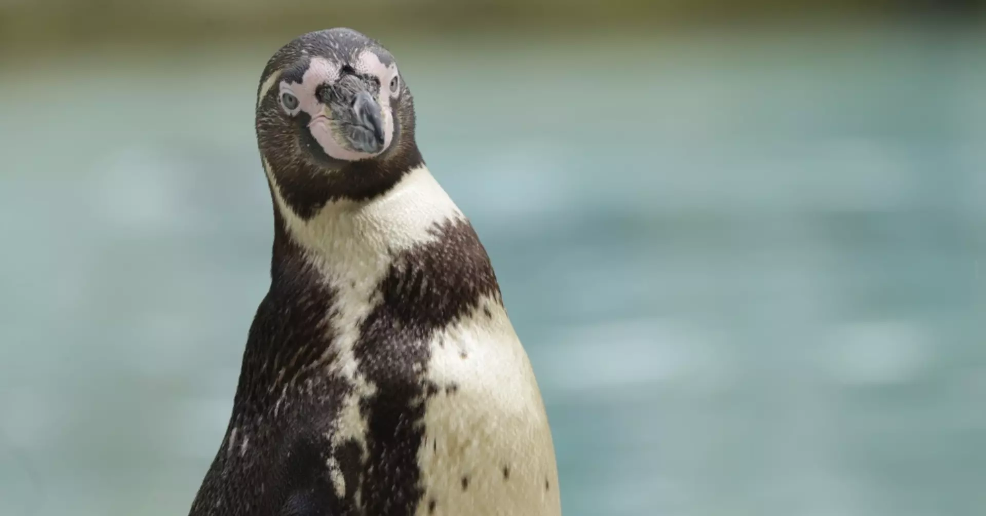 Humboldt penguin on Penguin Beach