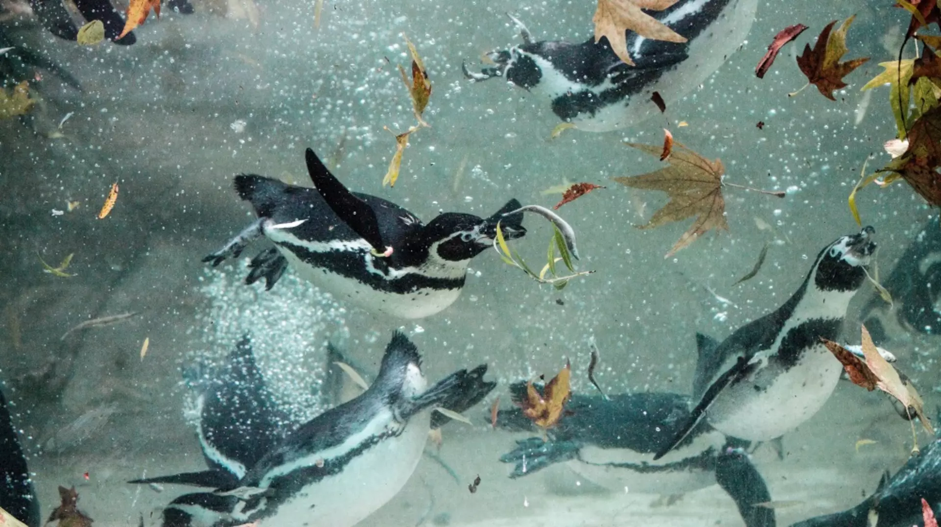 Humboldt penguins take an autumn swim London Zoo Penguin Beach