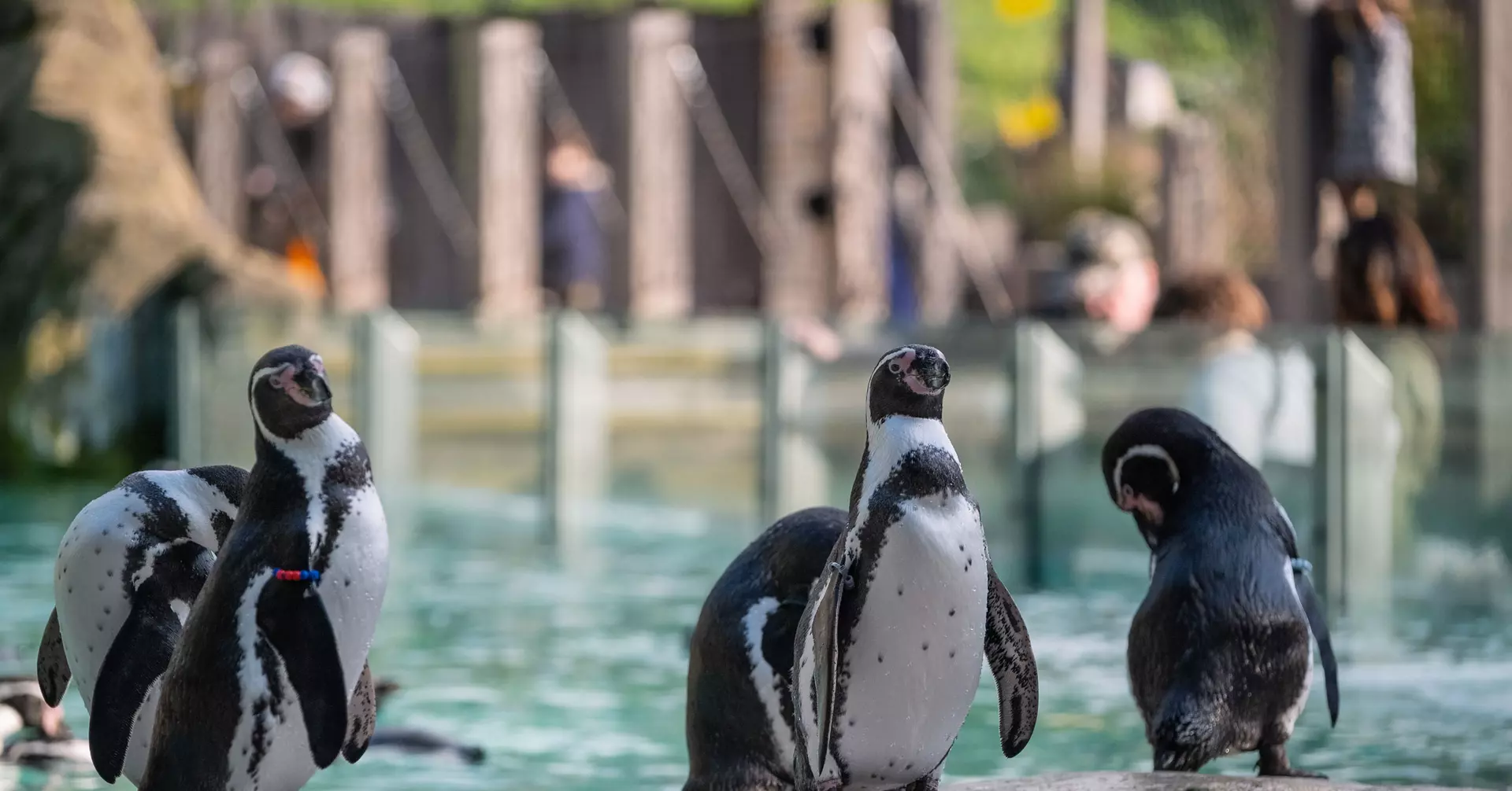 Penguins standing on a rock on Penguin Beach