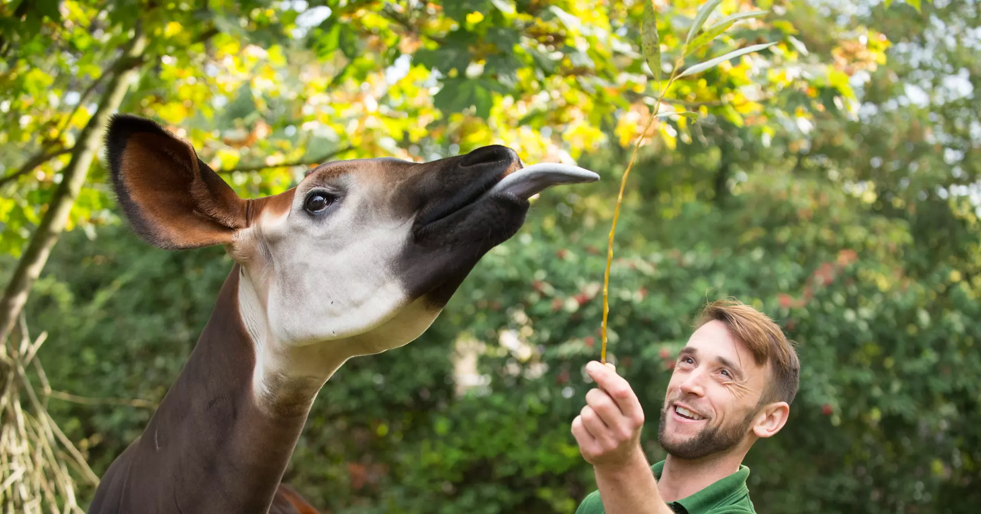 female okapi with keeper at London Zoo