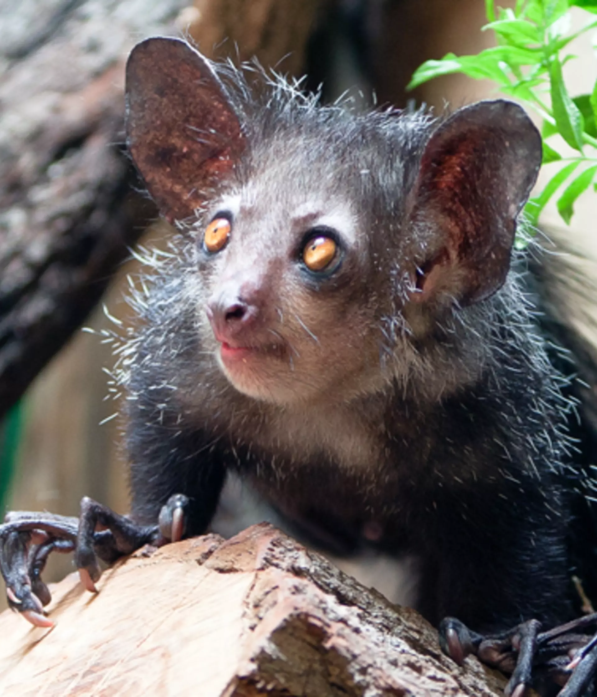 Aye-aye | London Zoo