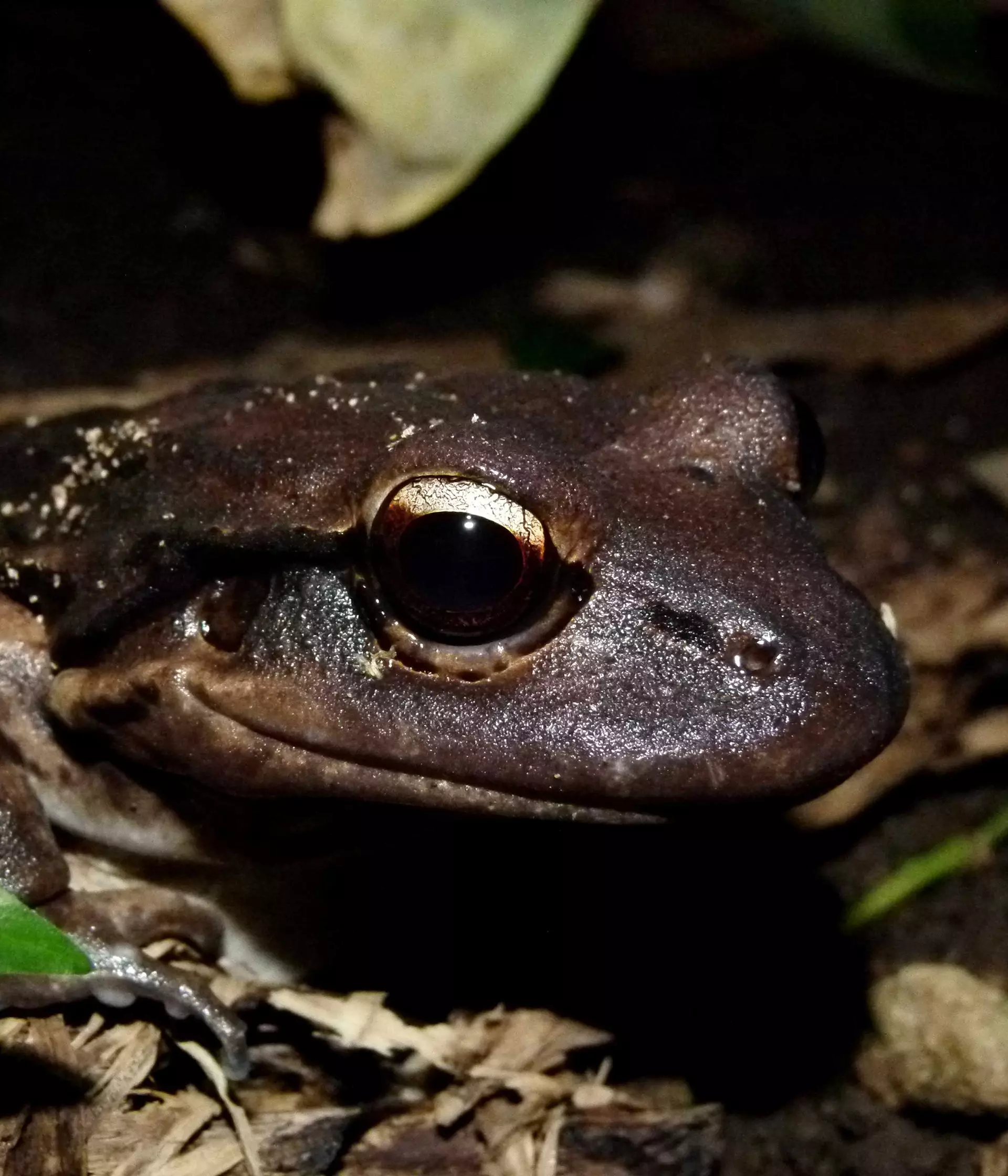 Frog conservation at London Zoo | London Zoo