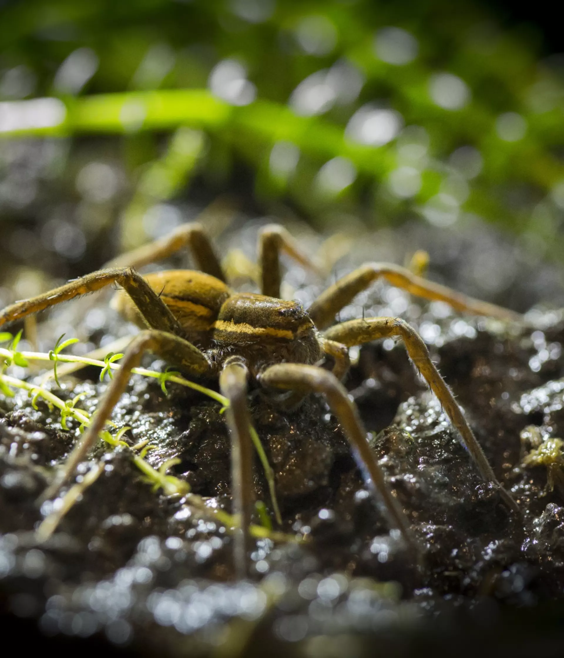 Fen raft spiders: Are they the size of rats? And why does Britain’s ...