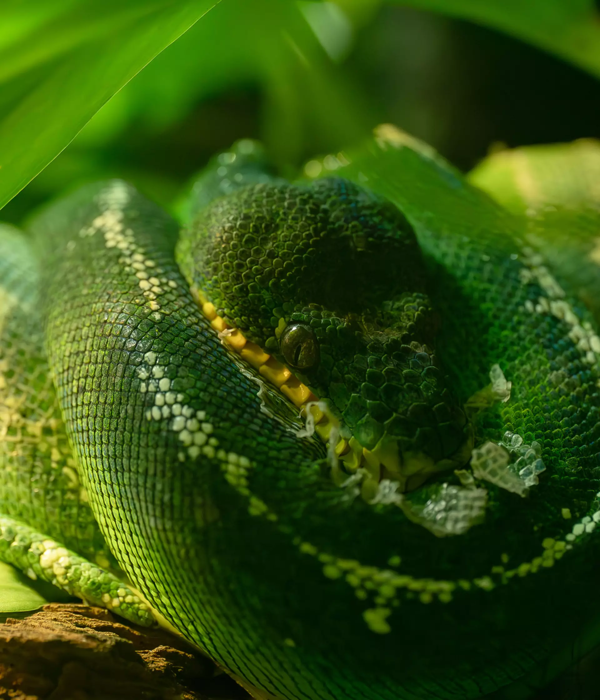 Breathtaking close-ups reveal the Secret Life of Reptiles and ...