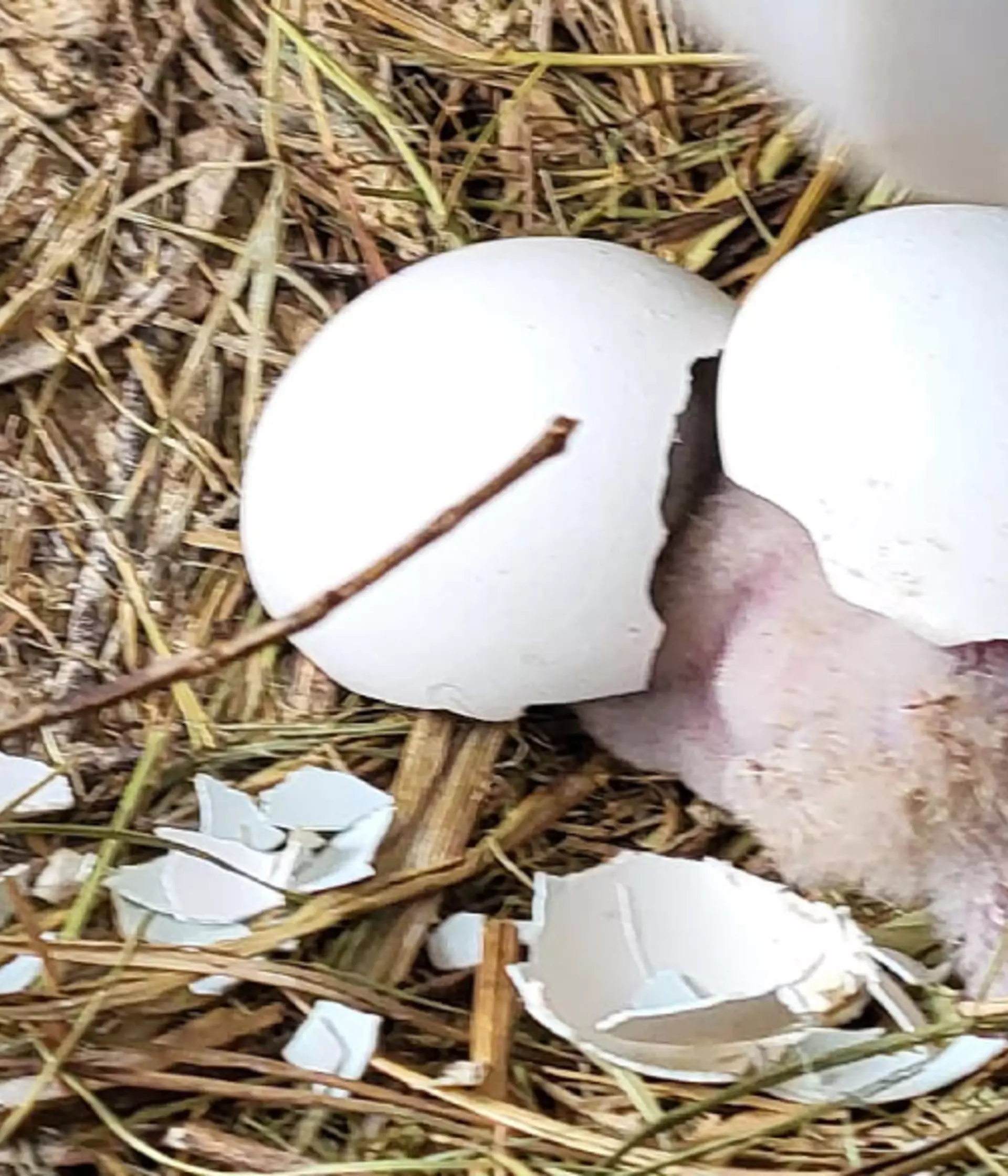 First baby vulture chick returned to parents for rearing | London Zoo